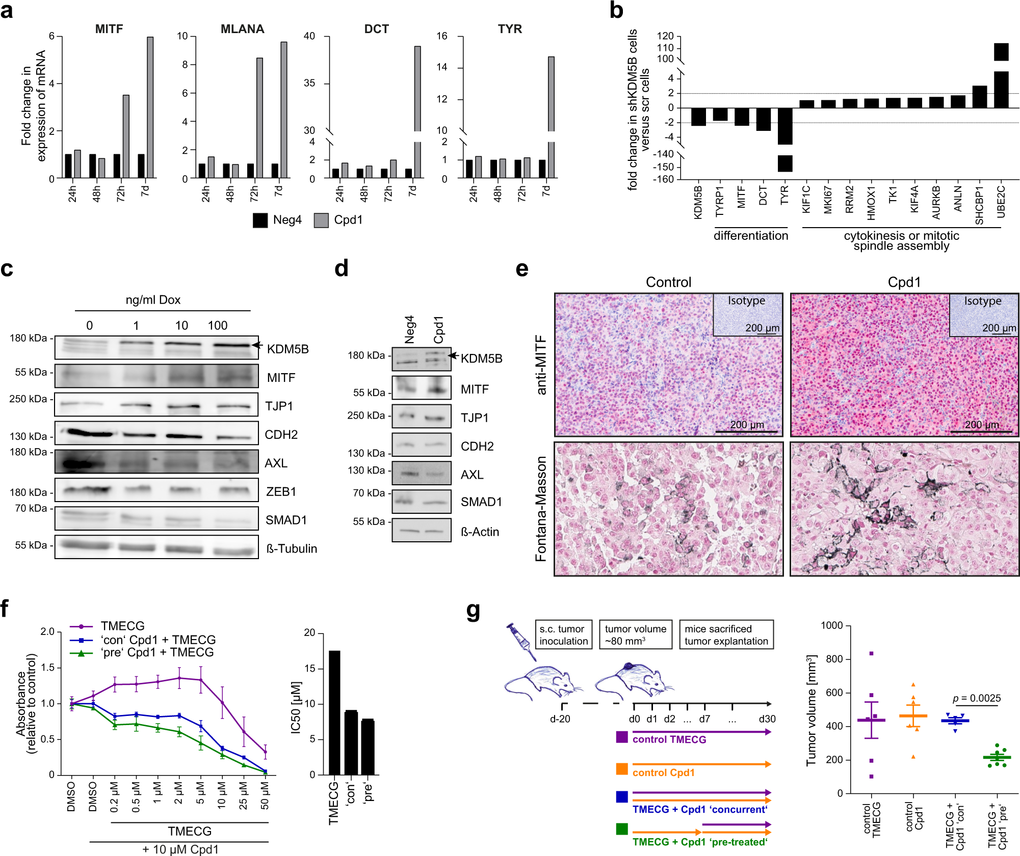 Fig. 6: Enforced KDM5B expression facilitates melanocytic lineage-directed elimination by TMECG.