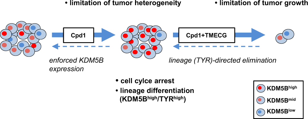 Fig. 7: Phenotype-specific dual hit strategy in melanoma.