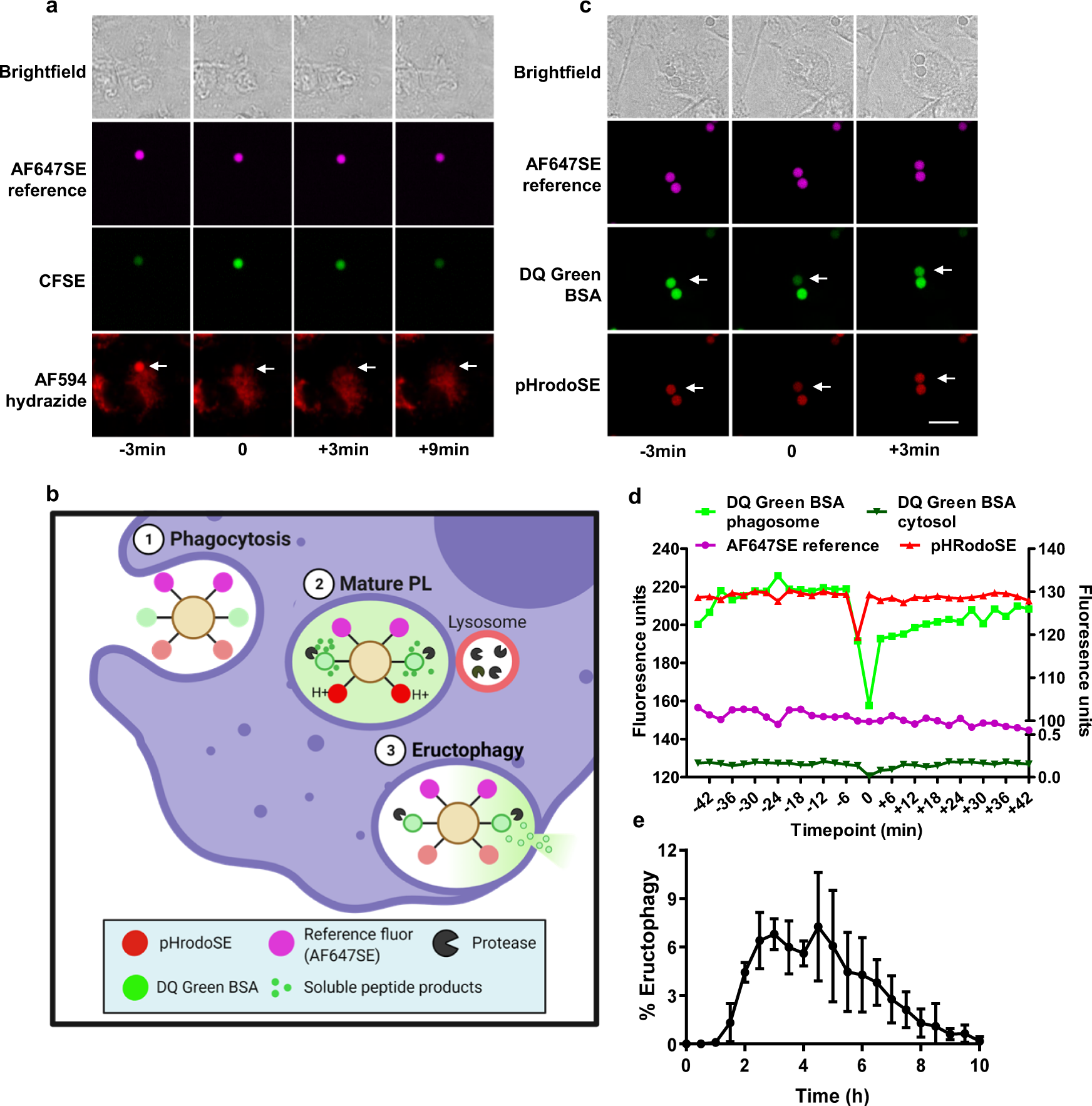 Fig. 2: Transient communication between the extracellular environment and mature phagolysosomes of pro-inflammatory macrophages.