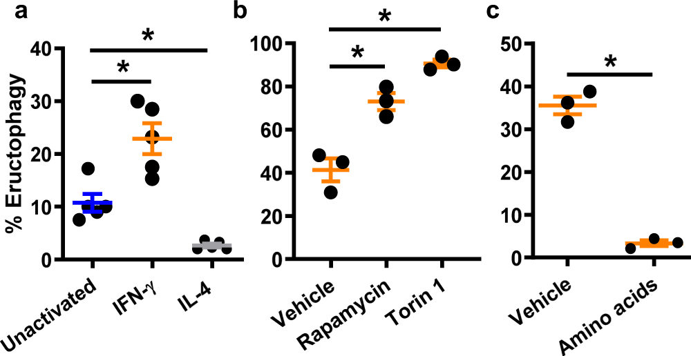 Fig. 4: Frequency of eructophagy is increased in IFN-γ-activated macrophages and further enhanced with mTOR inhibition.