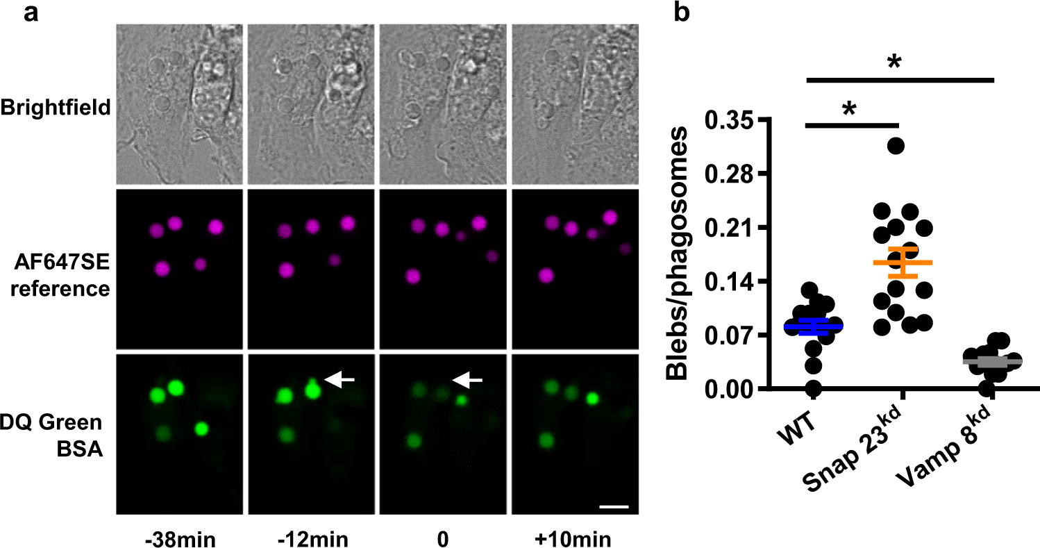 Fig. 7: Eructophagy is preceded by blebs on the phagolysosomal membrane.