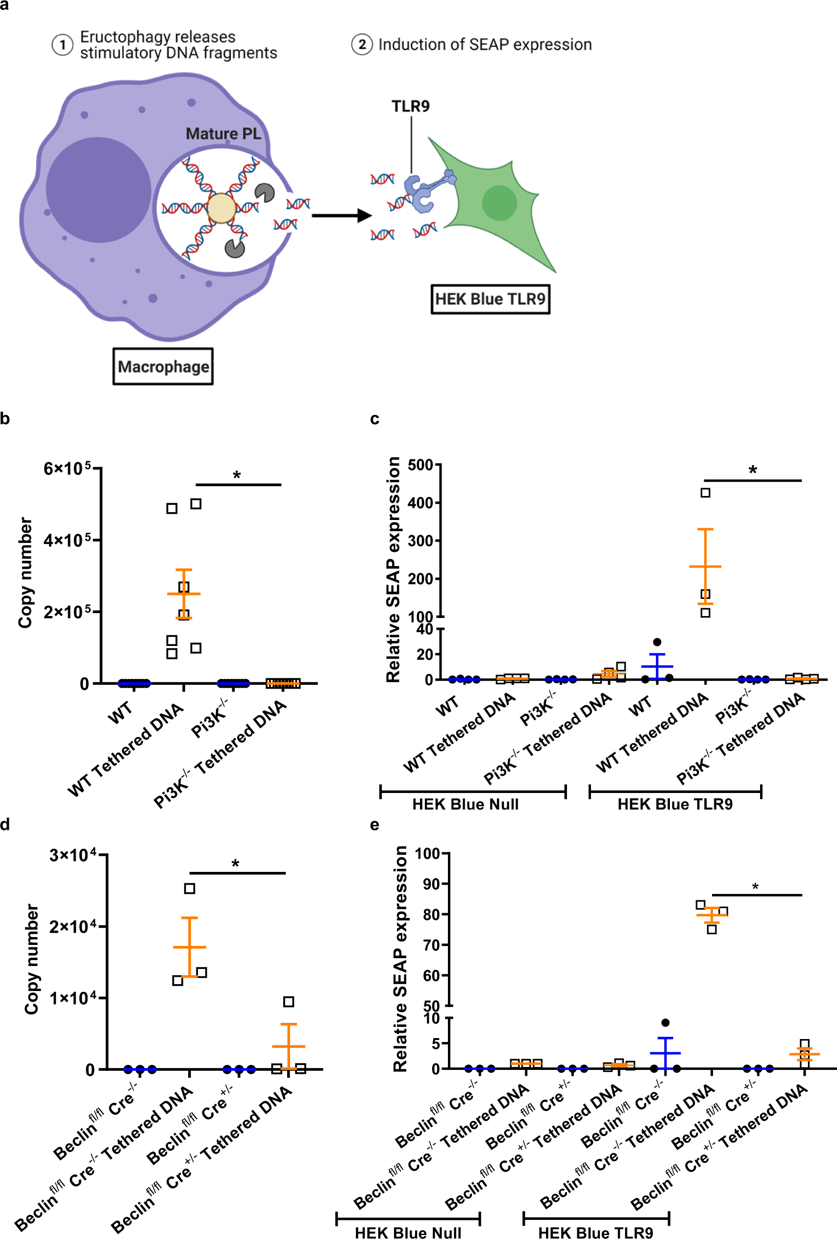 Fig. 9: CpG DNA released during eructophagy activates vicinal cells.