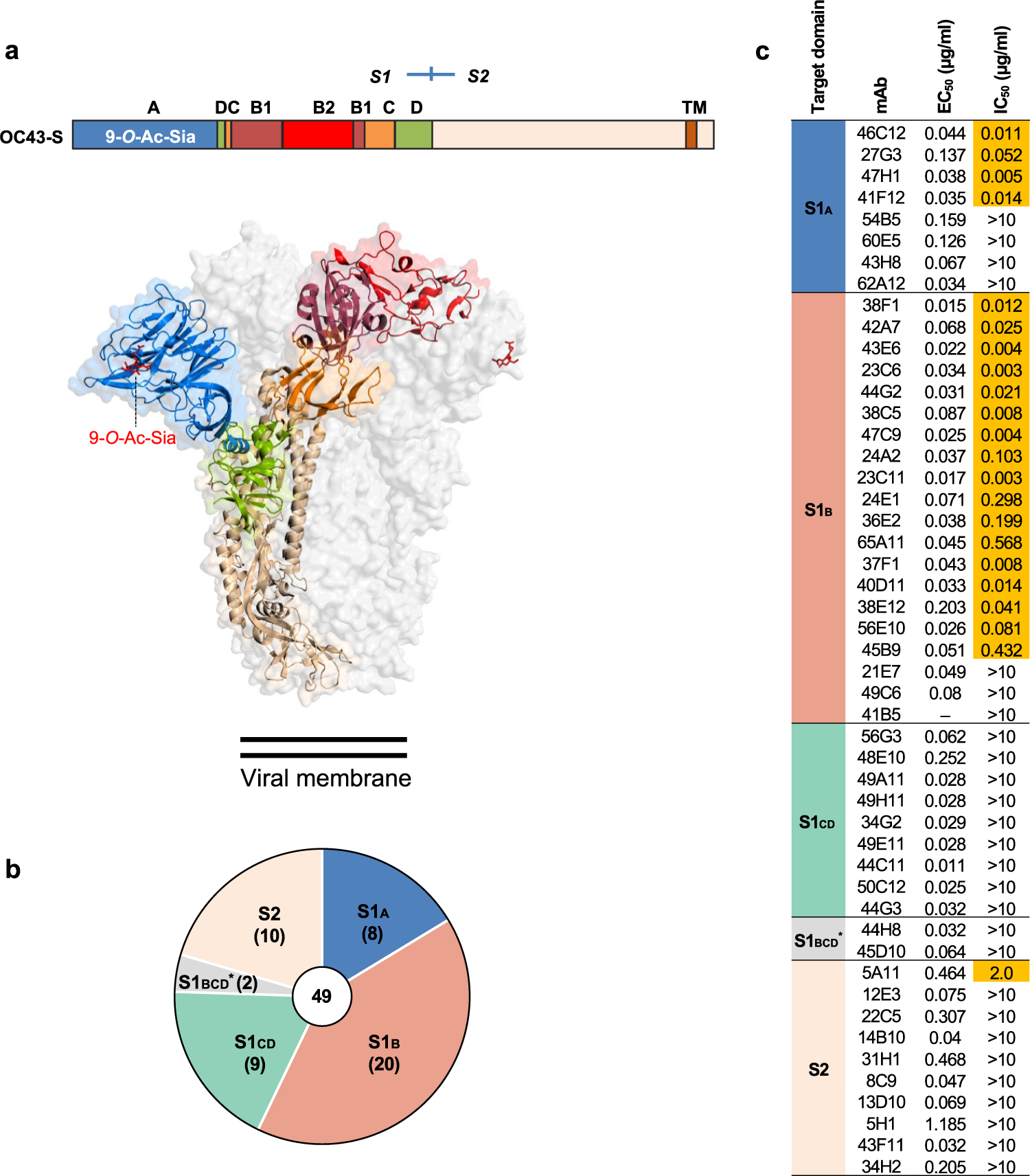 Antigenic structure of the human coronavirus OC43 spike reveals exposed and  occluded neutralizing epitopes | Nature Communications
