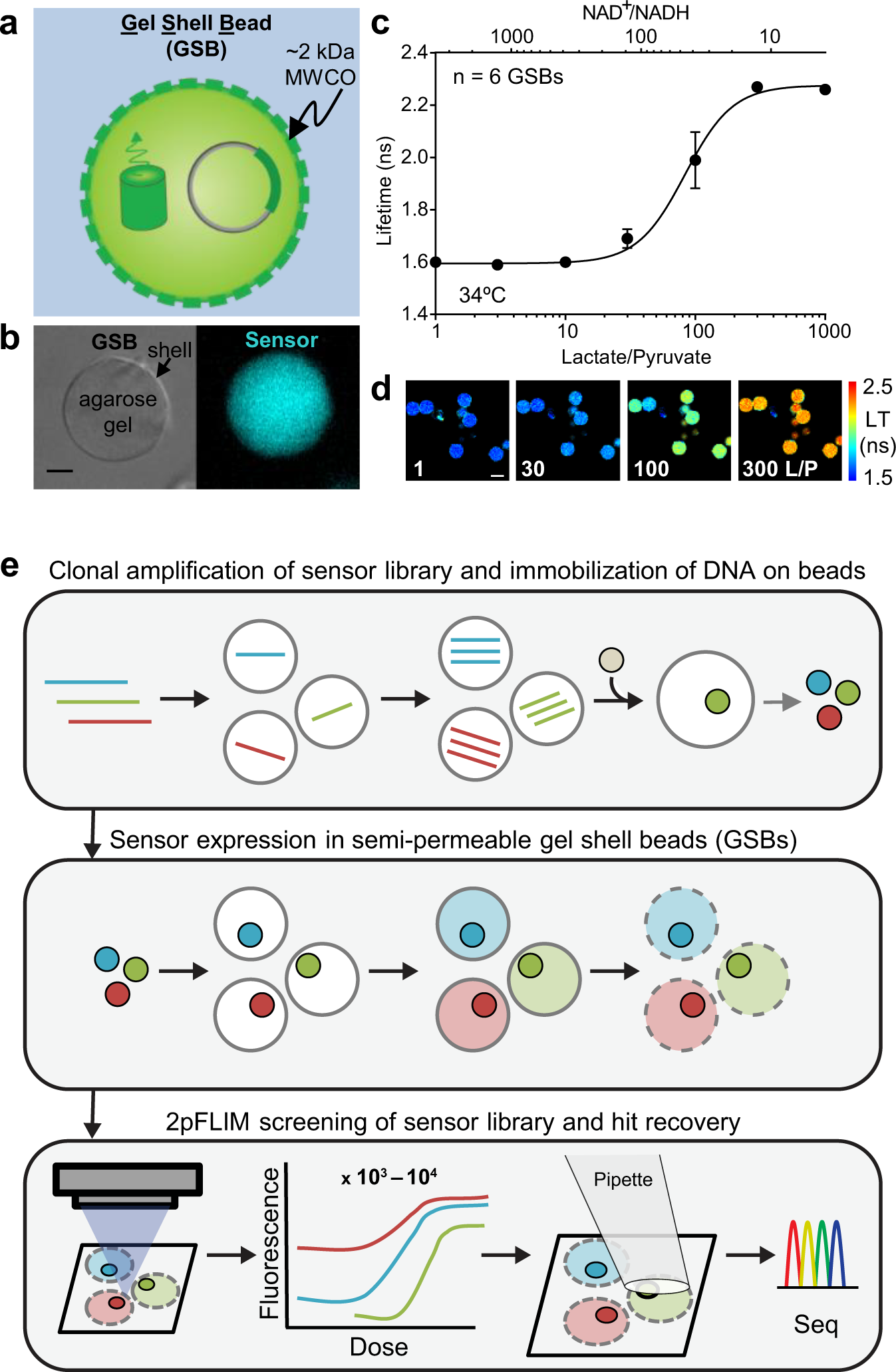 A high-throughput multiparameter screen for accelerated development and  optimization of soluble genetically encoded fluorescent biosensors | Nature  Communications