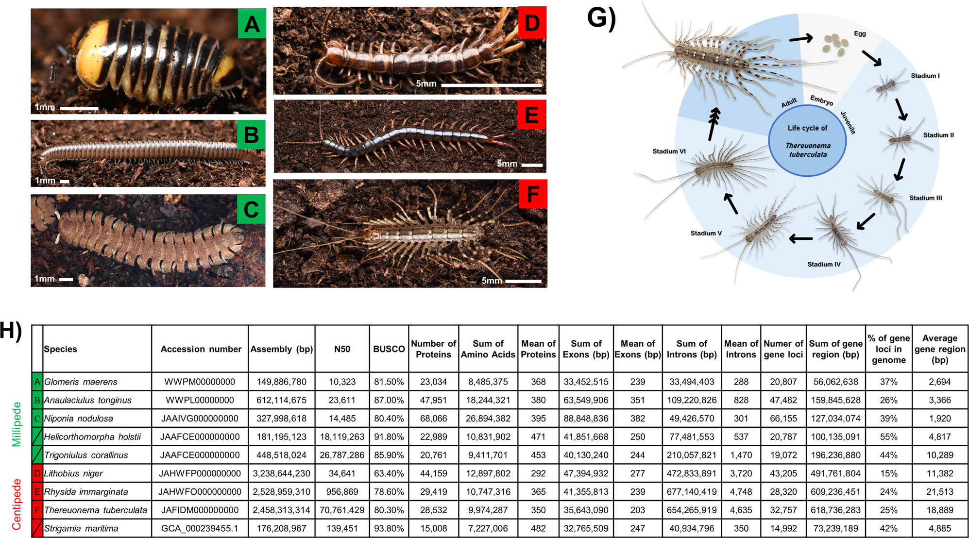 Myriapod genomes reveal ancestral horizontal gene transfer and hormonal gene loss in millipedes | Nature Communications Myriapod genomes reveal ancestral horizontal gene transfer and hormonal gene loss in millipedes | Nature Communications