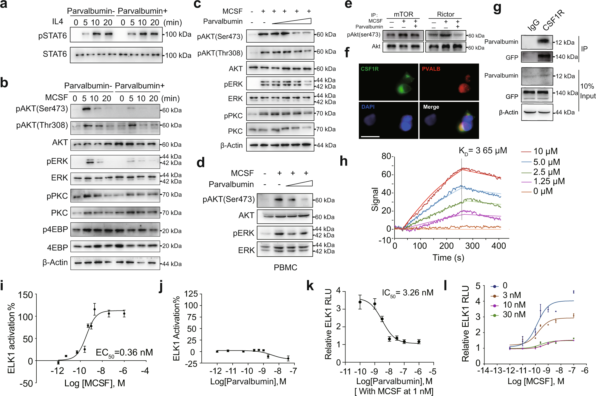 Fig. 3: Parvalbumin functions as a CSF1R antagonist to inhibit M2 macrophages.