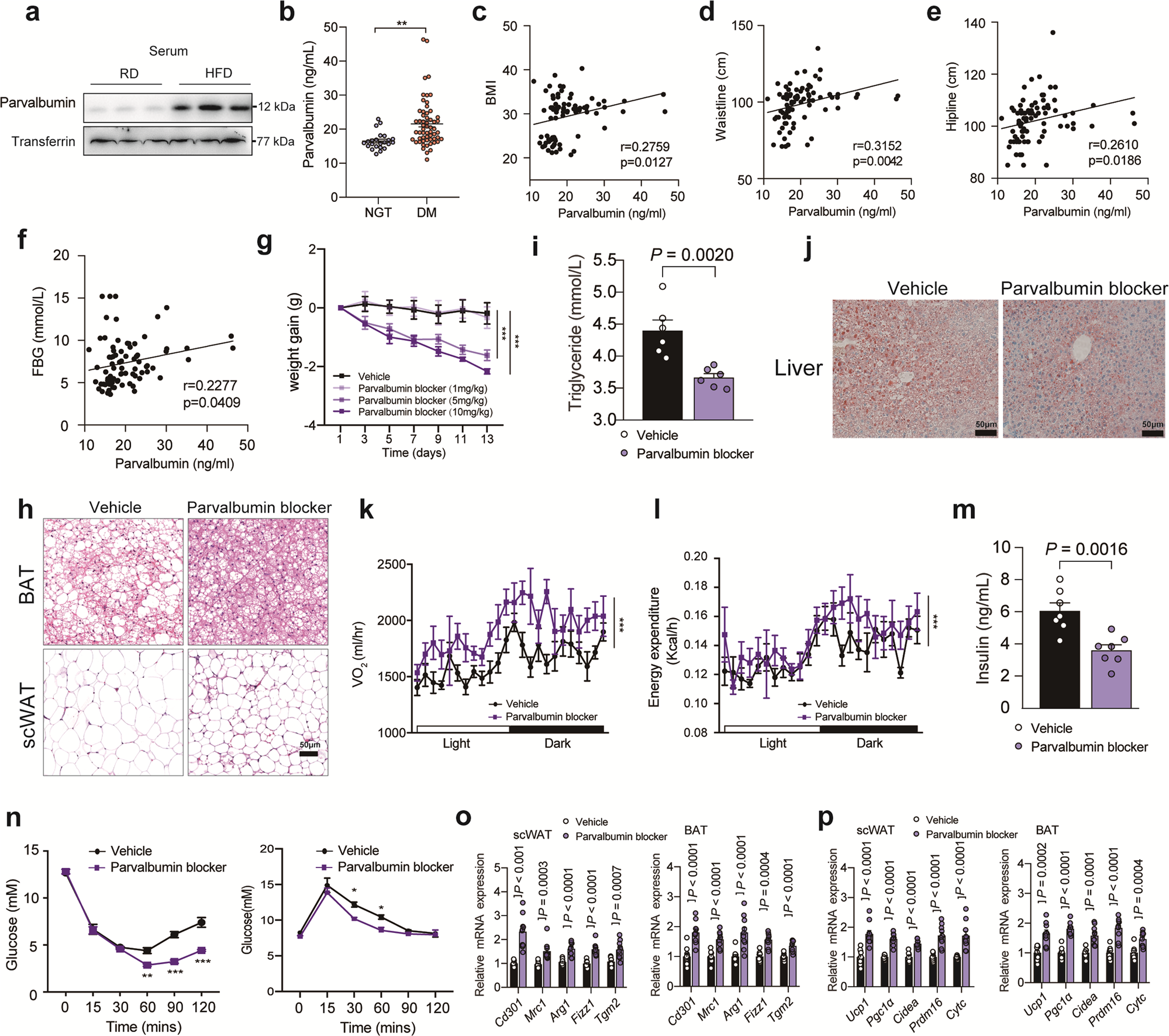 Fig. 7: Parvalbumin blocker ameliorates HFD-induced obesity.
