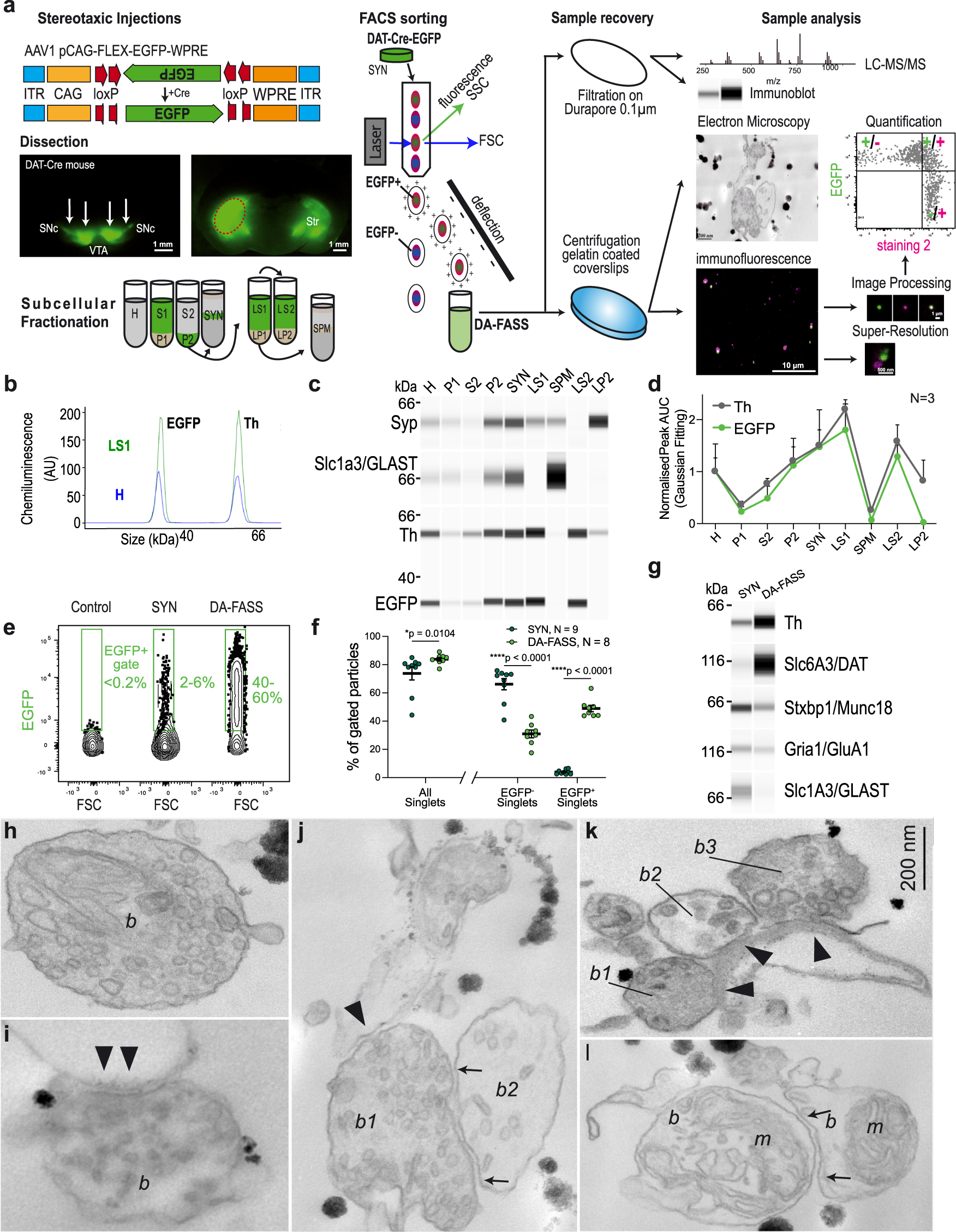 A synaptomic analysis reveals dopamine hub synapses in the mouse striatum |  Nature Communications