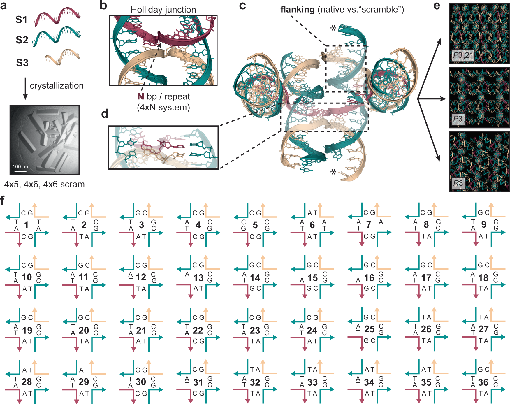 The influence of Holliday junction sequence and dynamics on DNA 