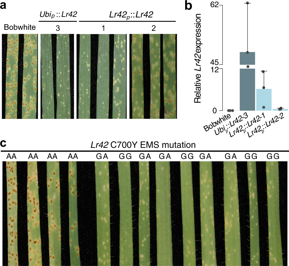 Fig. 4: Ectopic Lr42 expression and the EMS Lr42 mutant.