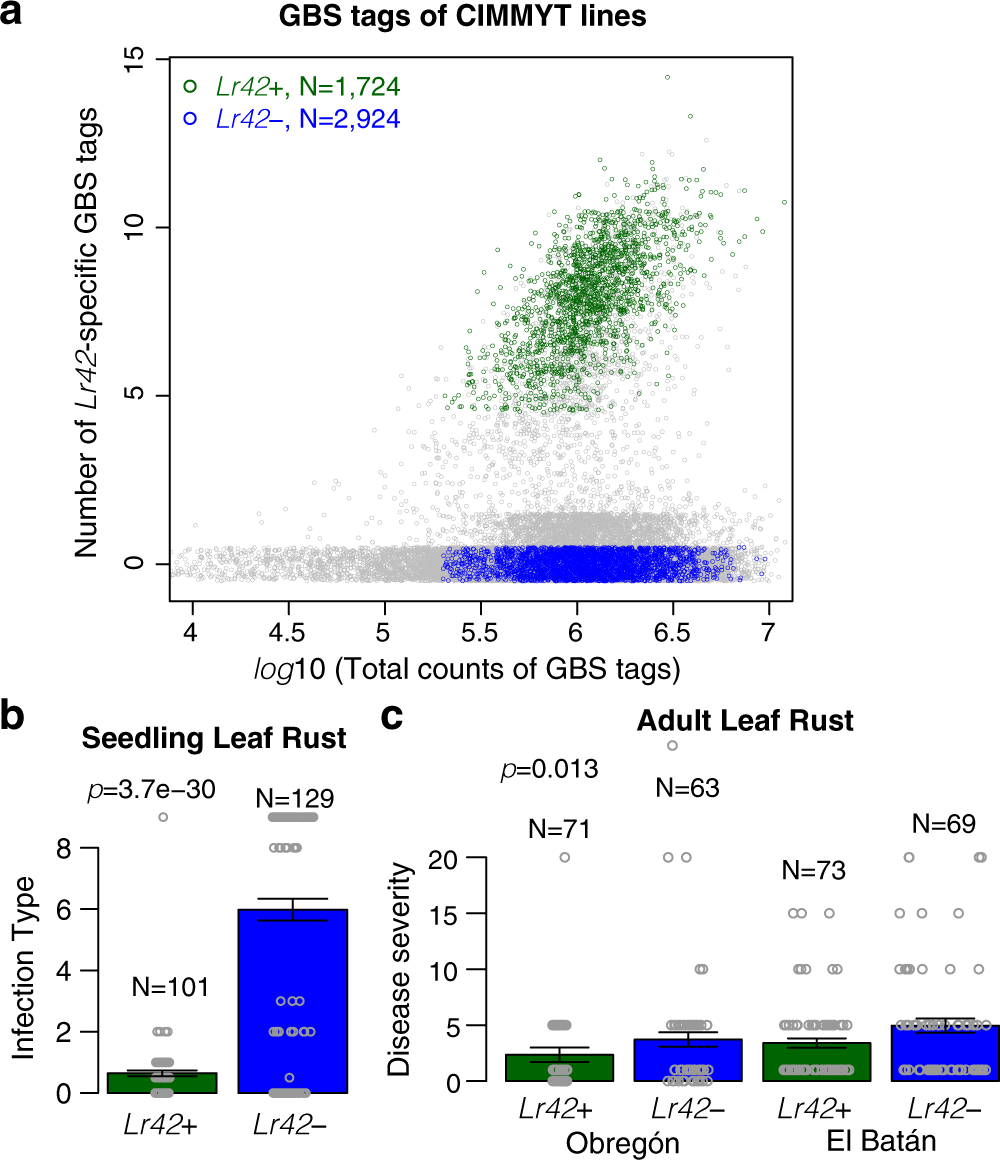 Fig. 6: Introgression of the Lr42 segment in CIMMYT wheat lines.