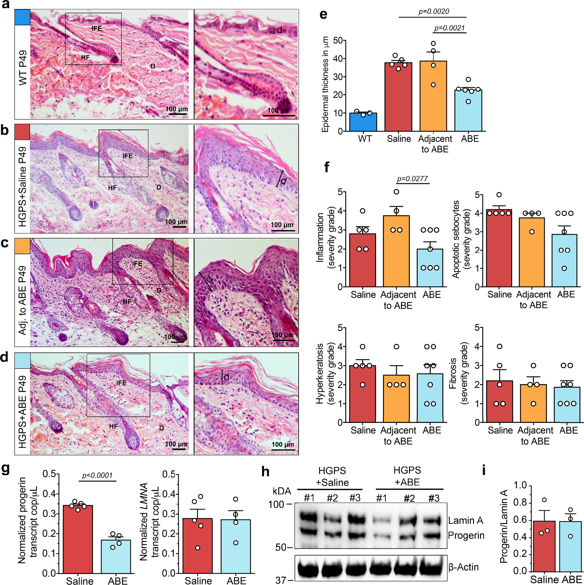 Fig. 3: Long-term improvements of HGPS mouse skin pathology after LF-ABE treatment.