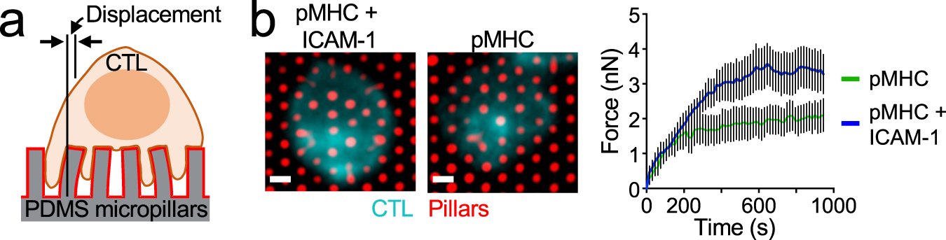 Mechanically active integrins target lytic secretion at the immune synapse  to facilitate cellular cytotoxicity | Nature Communications
