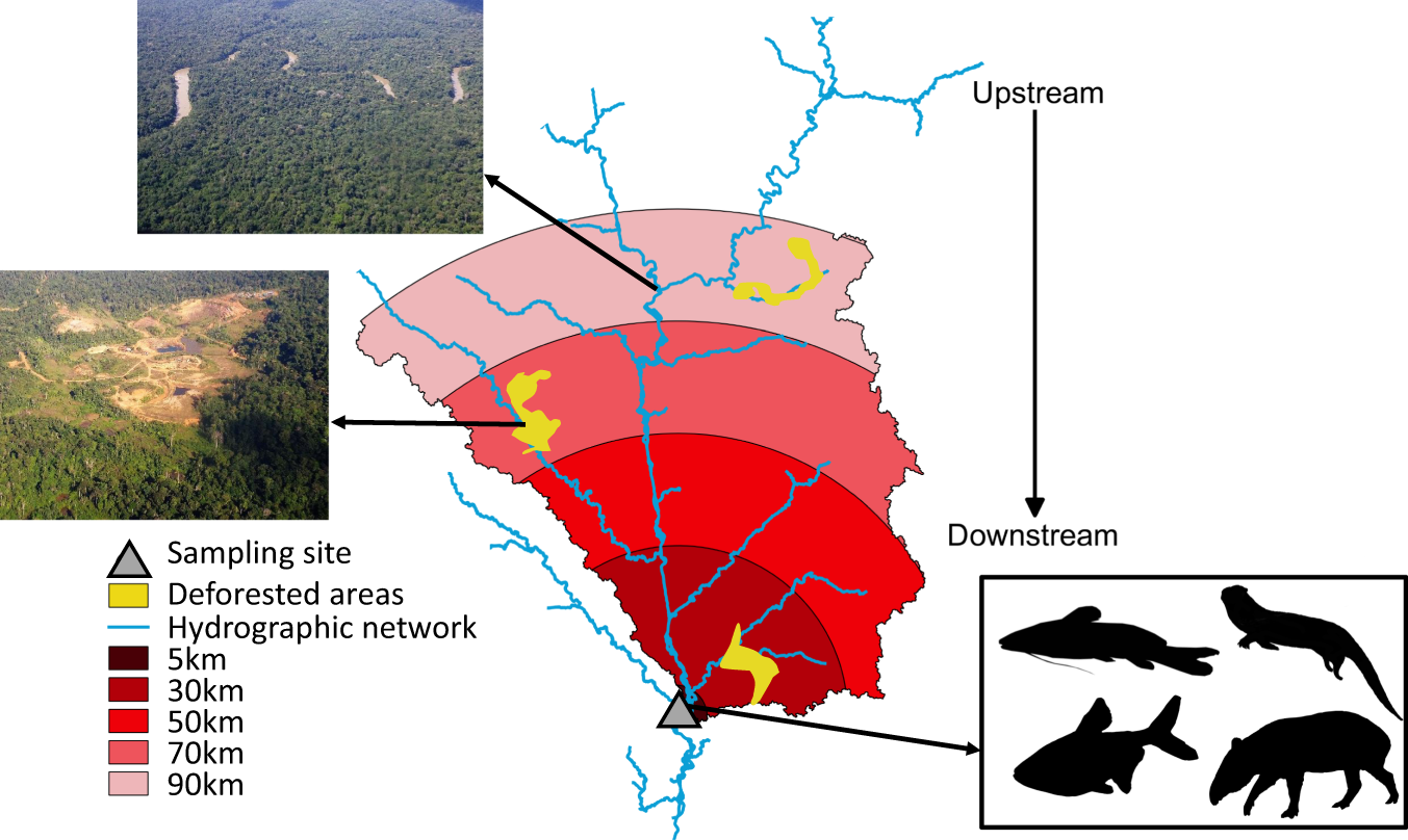 Low level of anthropization linked to harsh vertebrate biodiversity  declines in Amazonia | Nature Communications