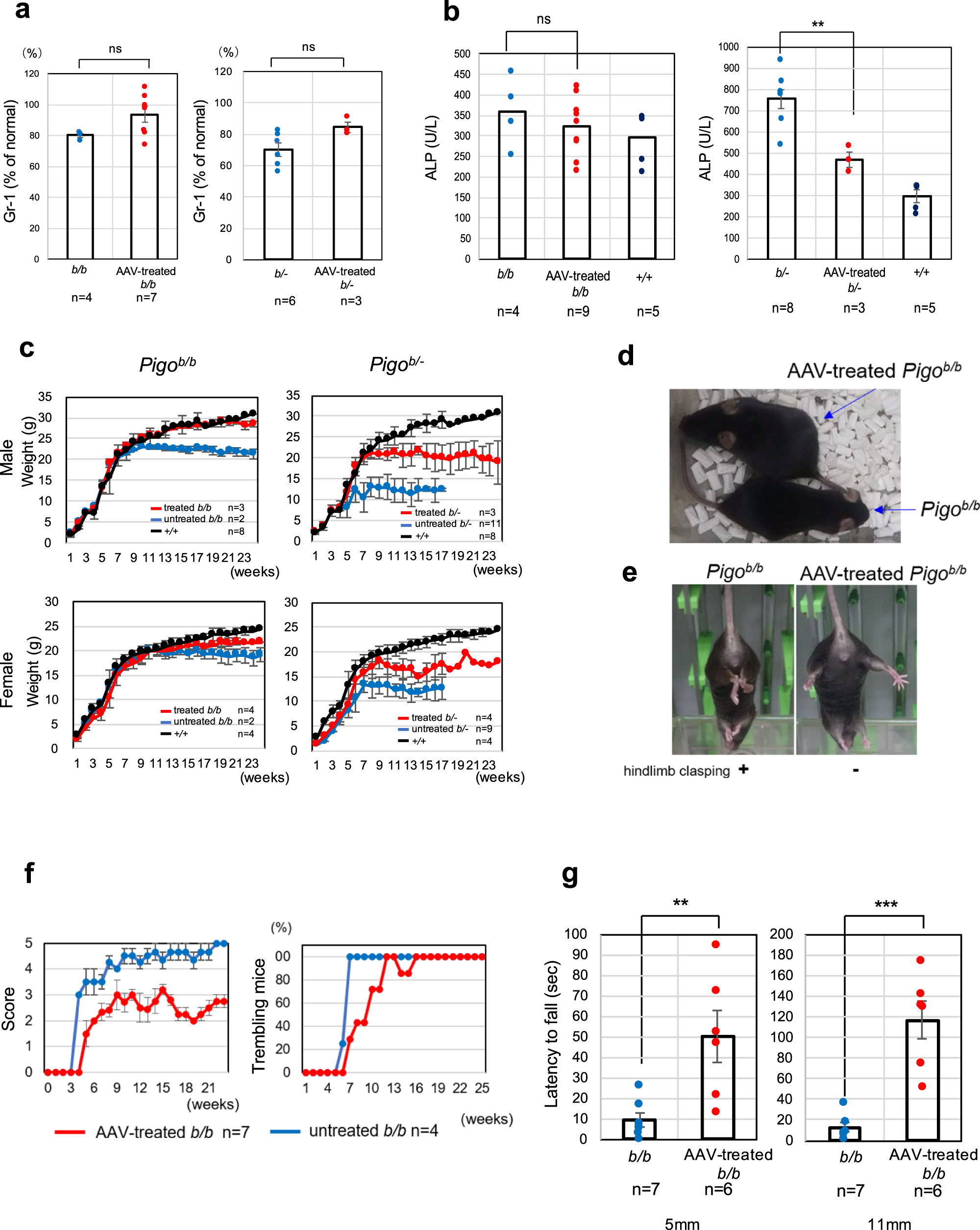 Fig. 4: Improvement of GPI-AP biosynthesis and the phenotypes in Pigob/b and Pigob/- mice after gene therapy.