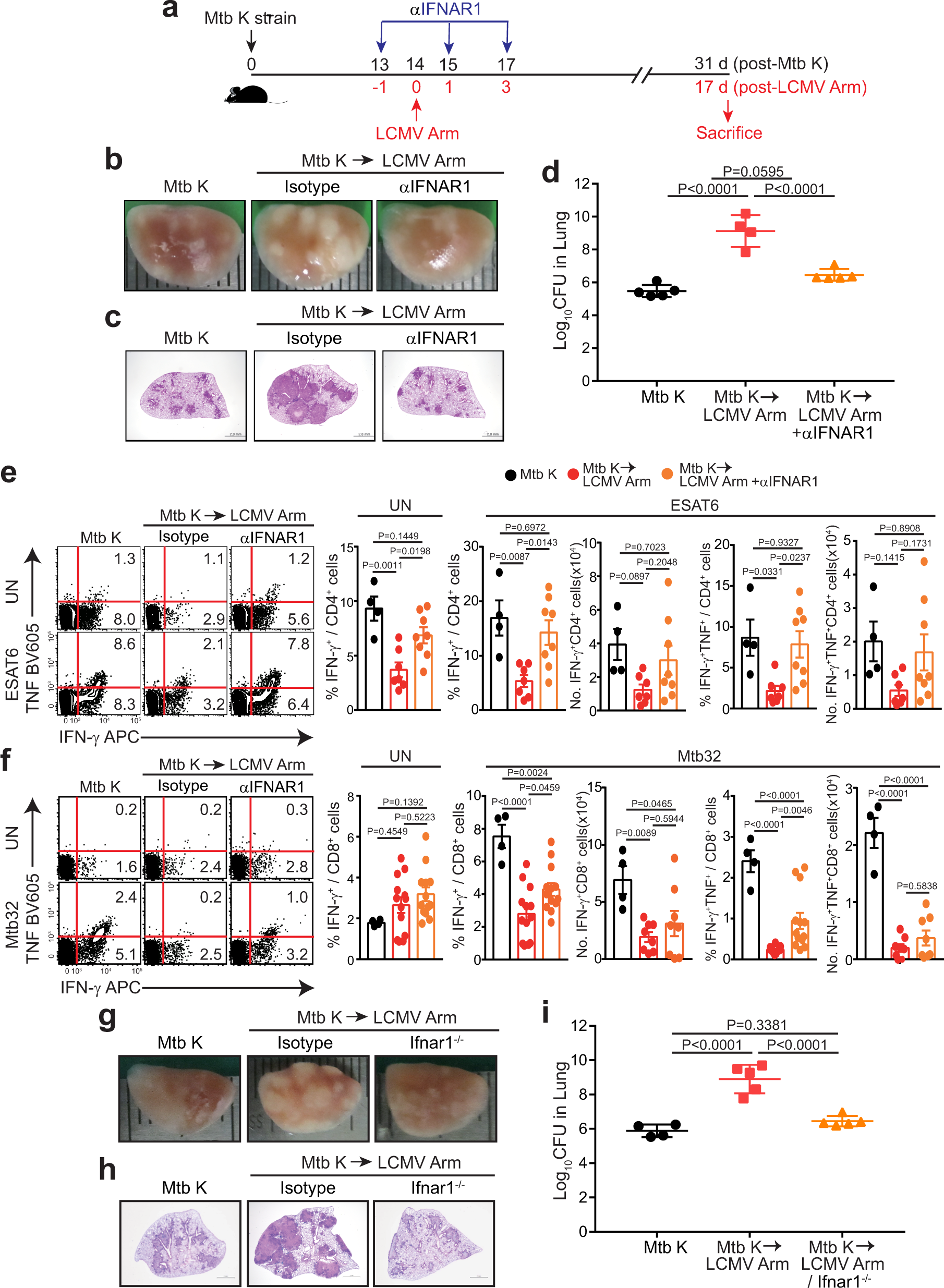 Fig. 3: Beneficial effect of early type I IFN signaling blockade on exacerbated pulmonary pathology and Mtb-specific T cell responses in vivo.
