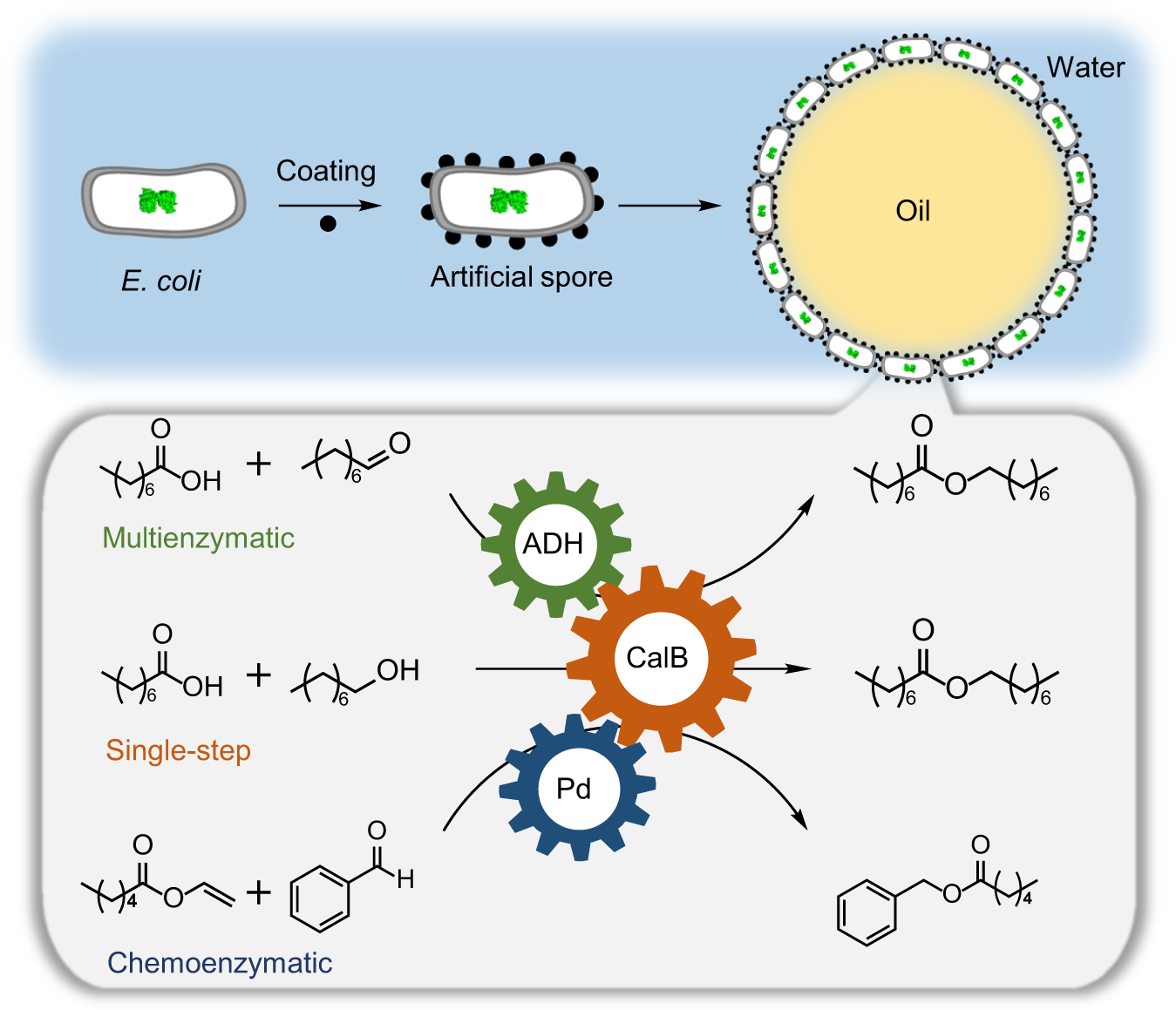 Artificially sporulated Escherichia coli cells as a robust cell 