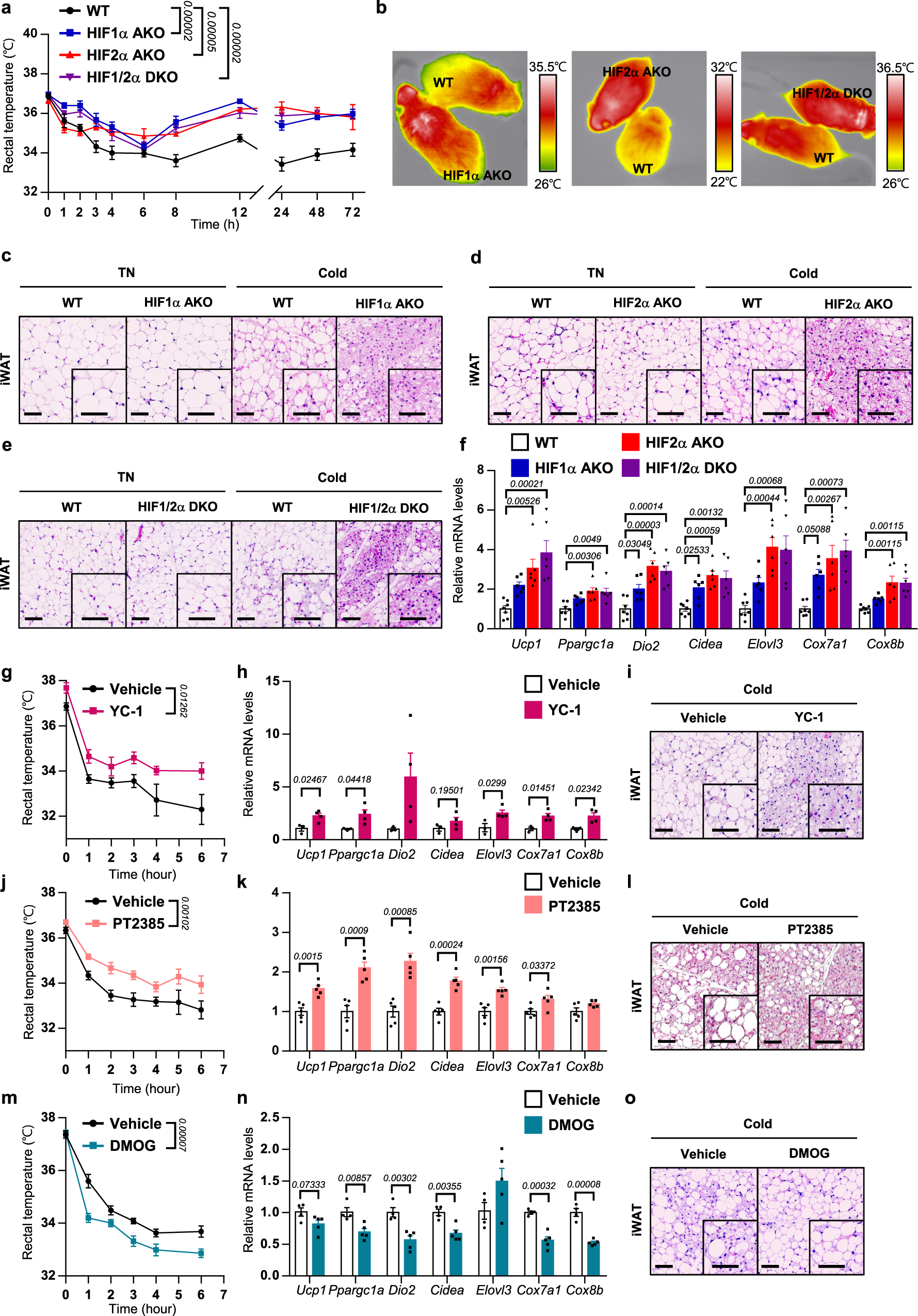 Fig. 2: Adipocyte-specific HIF2α KO mice exhibit increased thermogenic activities upon cold exposure.