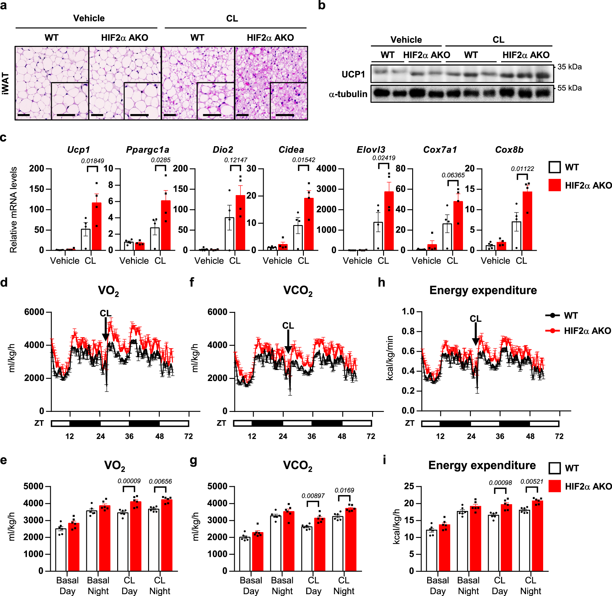 Fig. 3: HIF2α ablation in adipocytes potentiates energy expenditure upon β3-adrenergic activation.