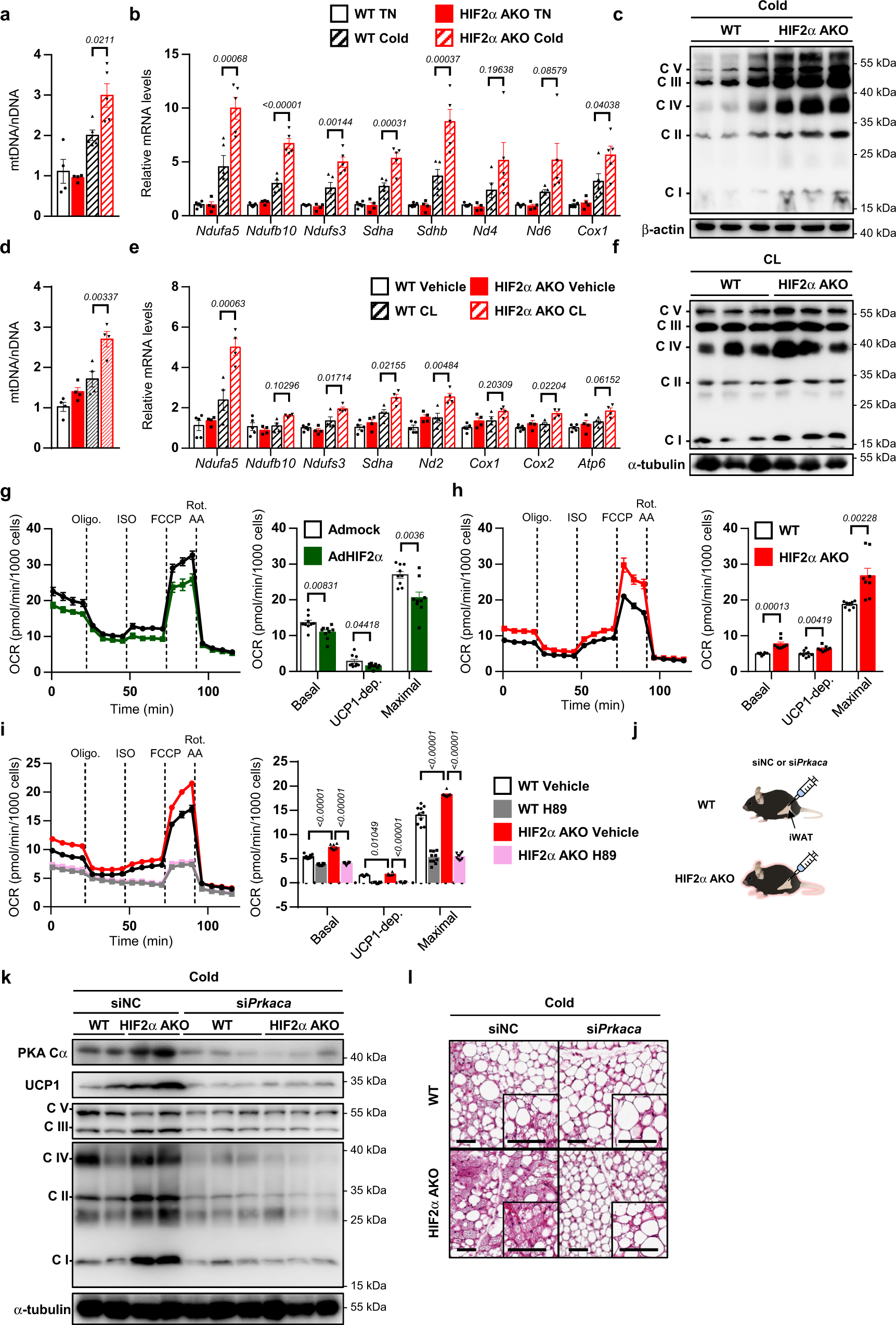 Fig. 5: HIF2α deficiency upregulates mitochondrial OXPHOS in beige adipocytes.