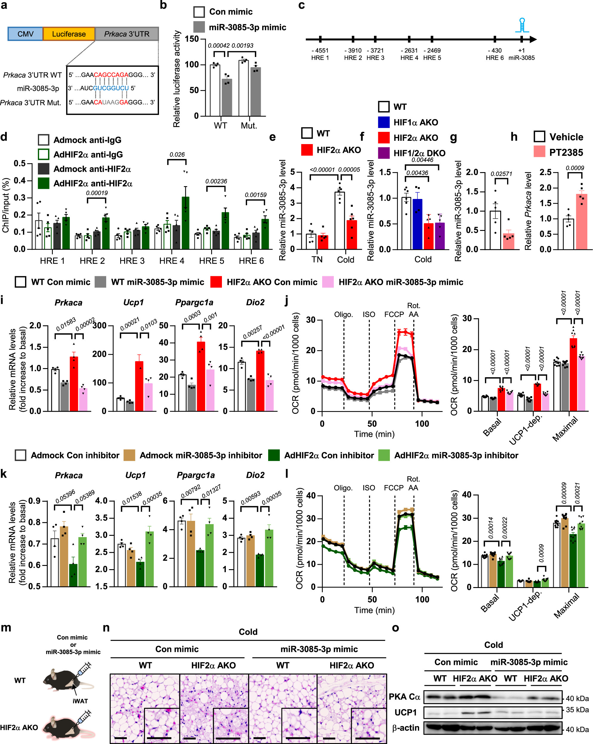 Fig. 6: miR-3085-3p mediates HIF2α-dependent PKA Cα regulation in beige adipocytes.