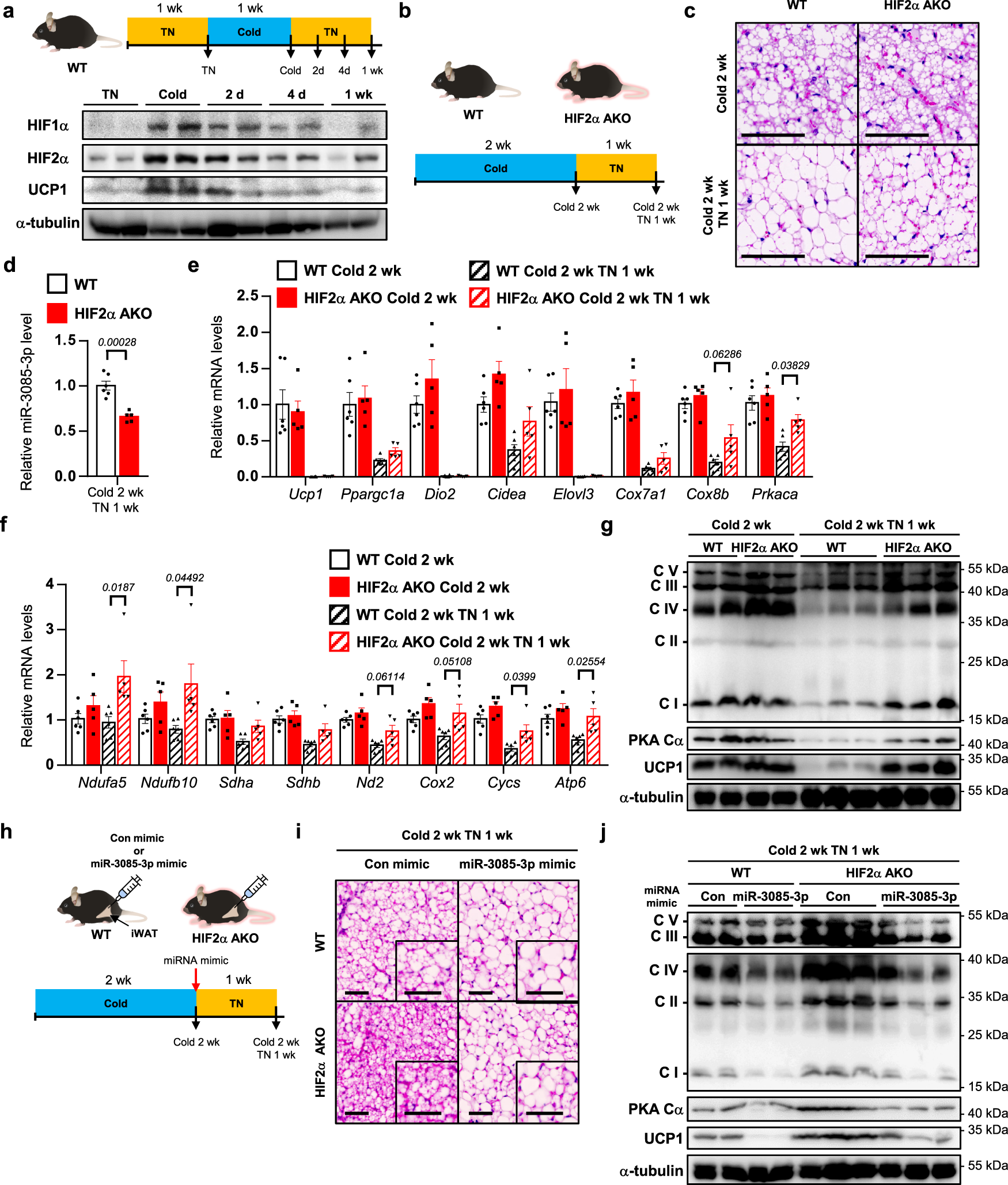Fig. 7: During the re-warming process, adipocyte HIF2α deficiency fails to mitigate the mitochondrial activity.