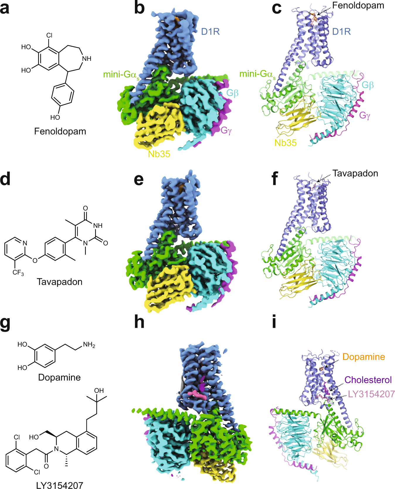 Fig. 1: Overall structures of the D1R-mini-Gs-Nb35 complexes.