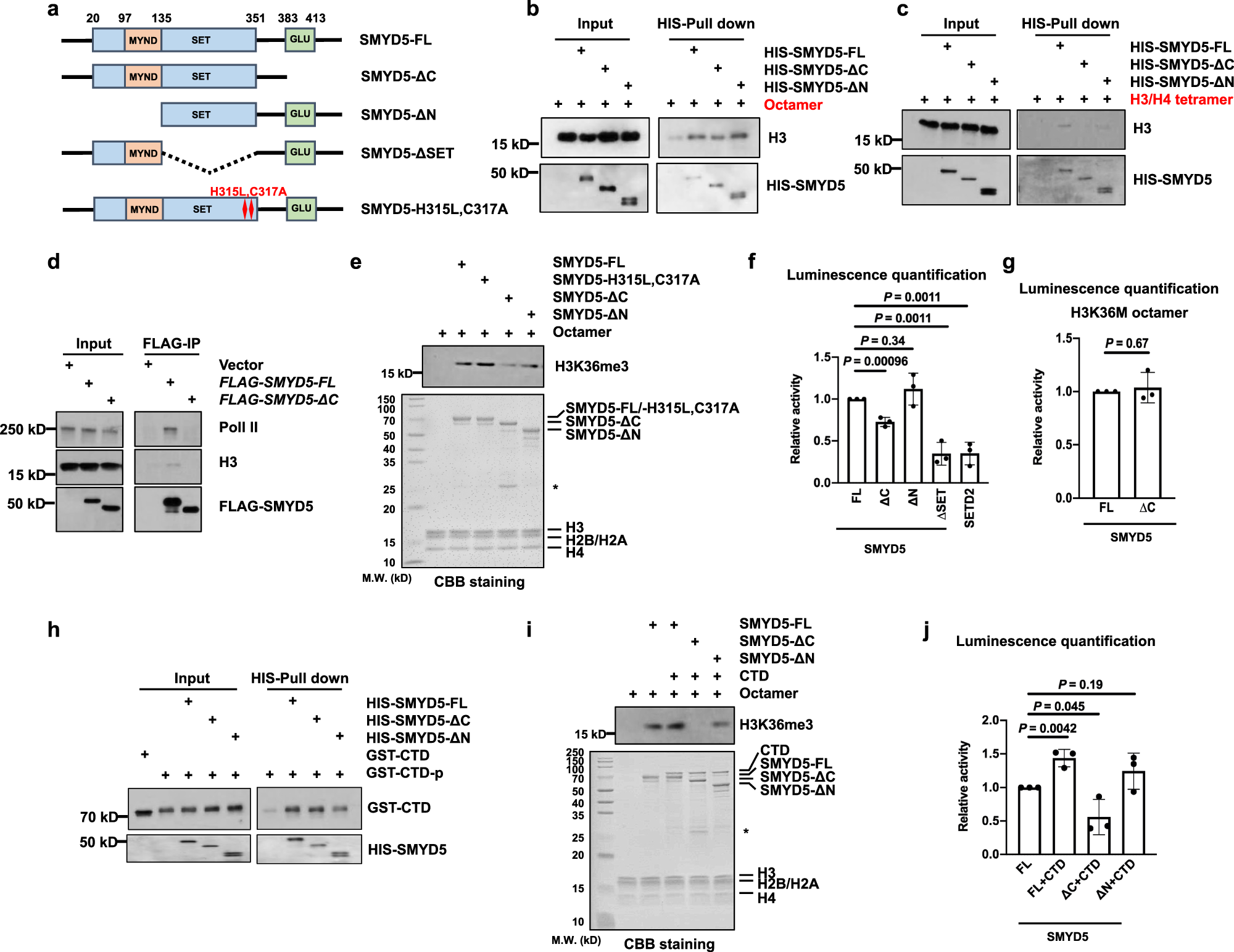 Fig. 5: The methyltransferase activity of SMYD5 is regulated by its C-terminal domain.