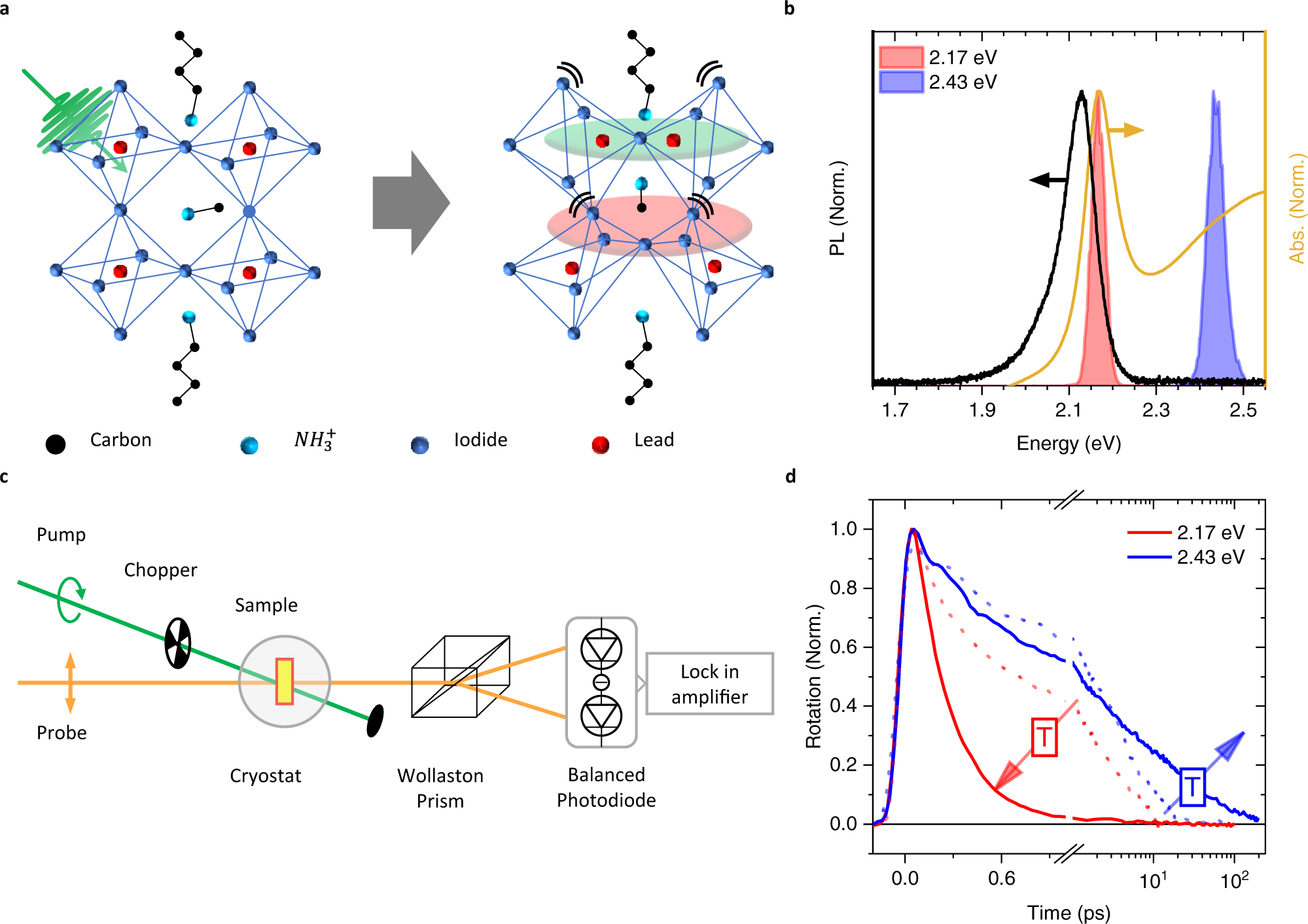 Sub-Single-Exciton Optical Gain in Lead Halide Perovskite Quantum Dots  Revealed by Exciton Polarization Spectroscopy