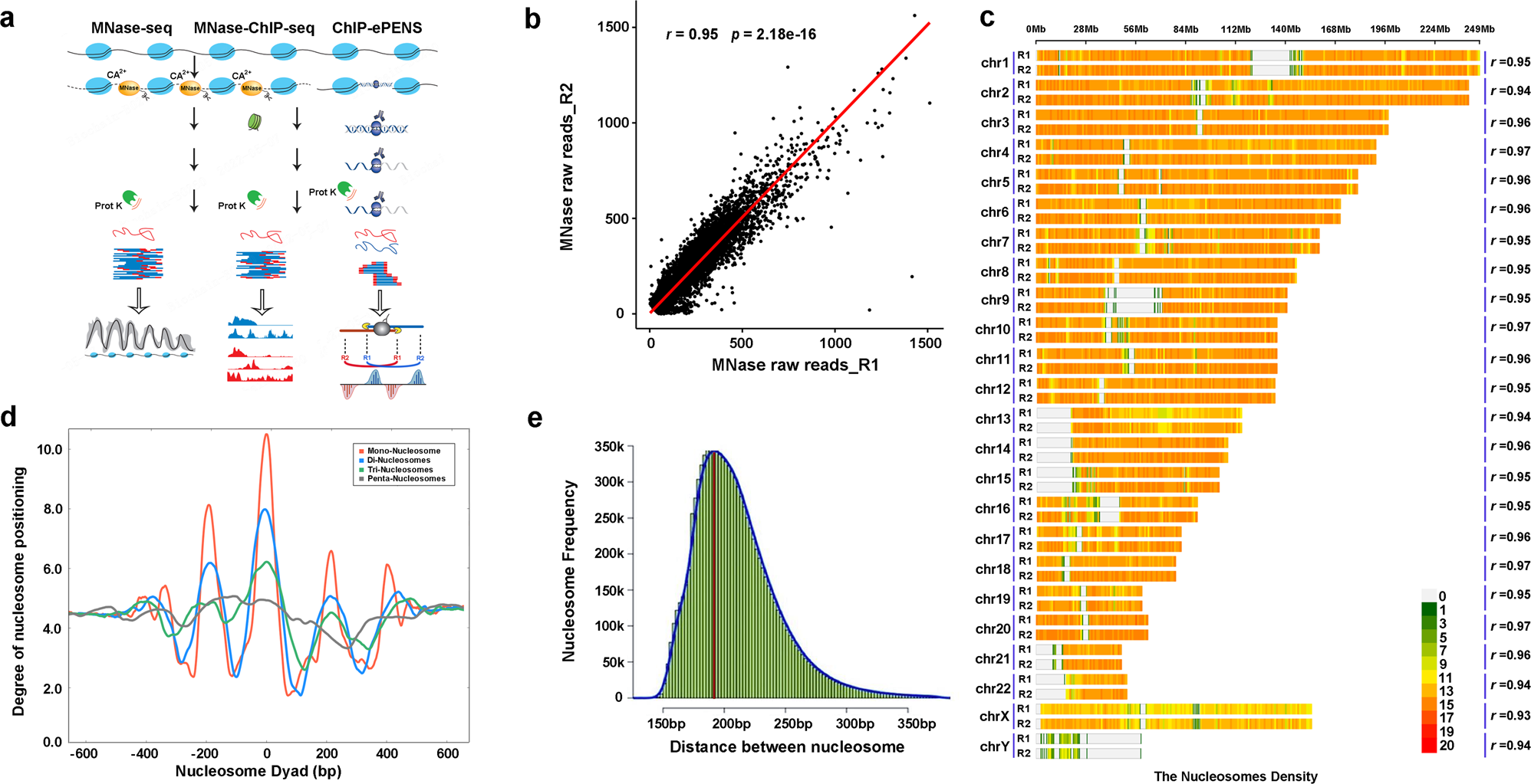 Fig. 1: Identification of nucleosome positioning and spacing with MNase-seq.