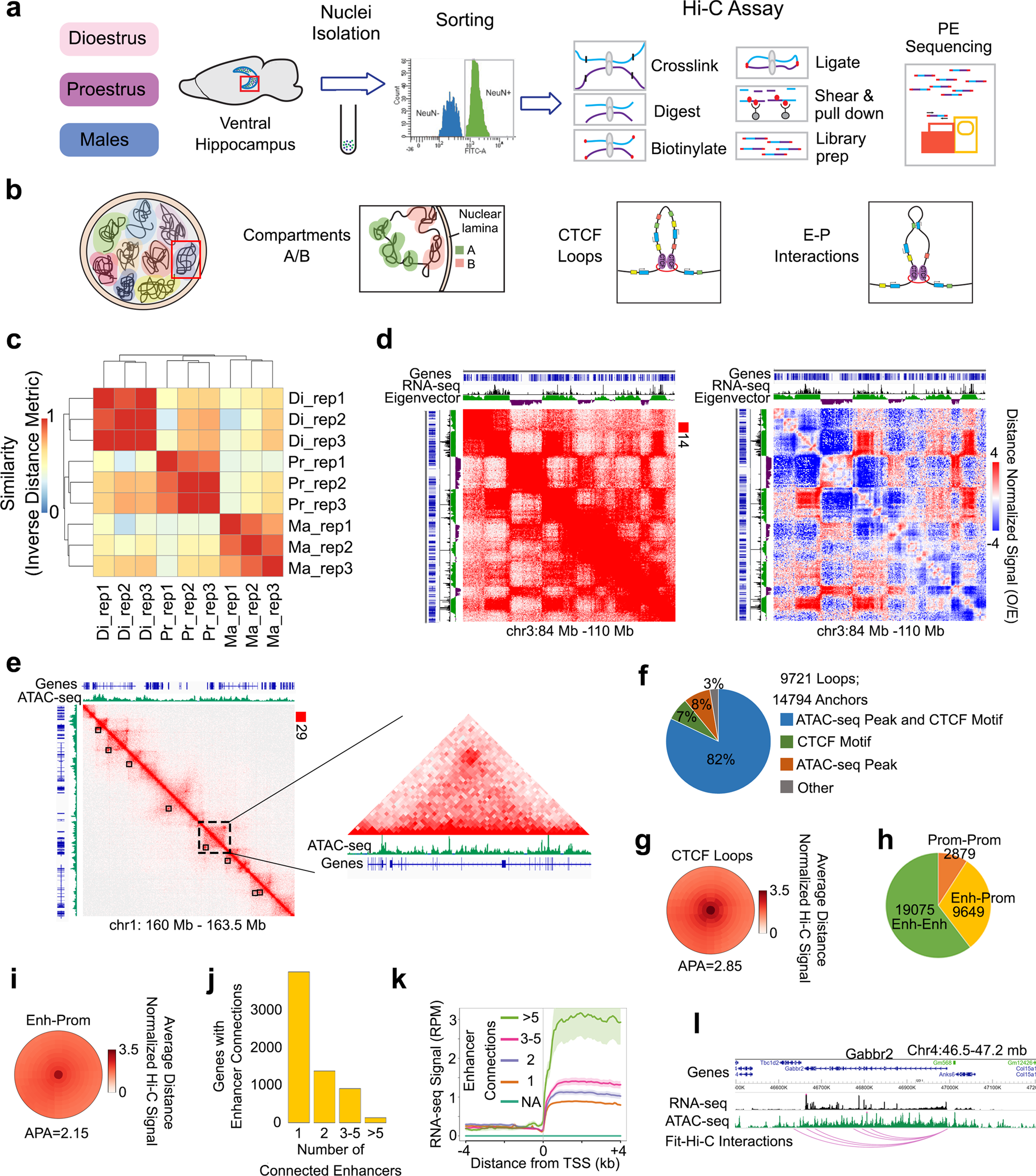 3Д little sex Sex-specific multi-level 3D genome dynamics in the mouse brain | Nature  Communications
