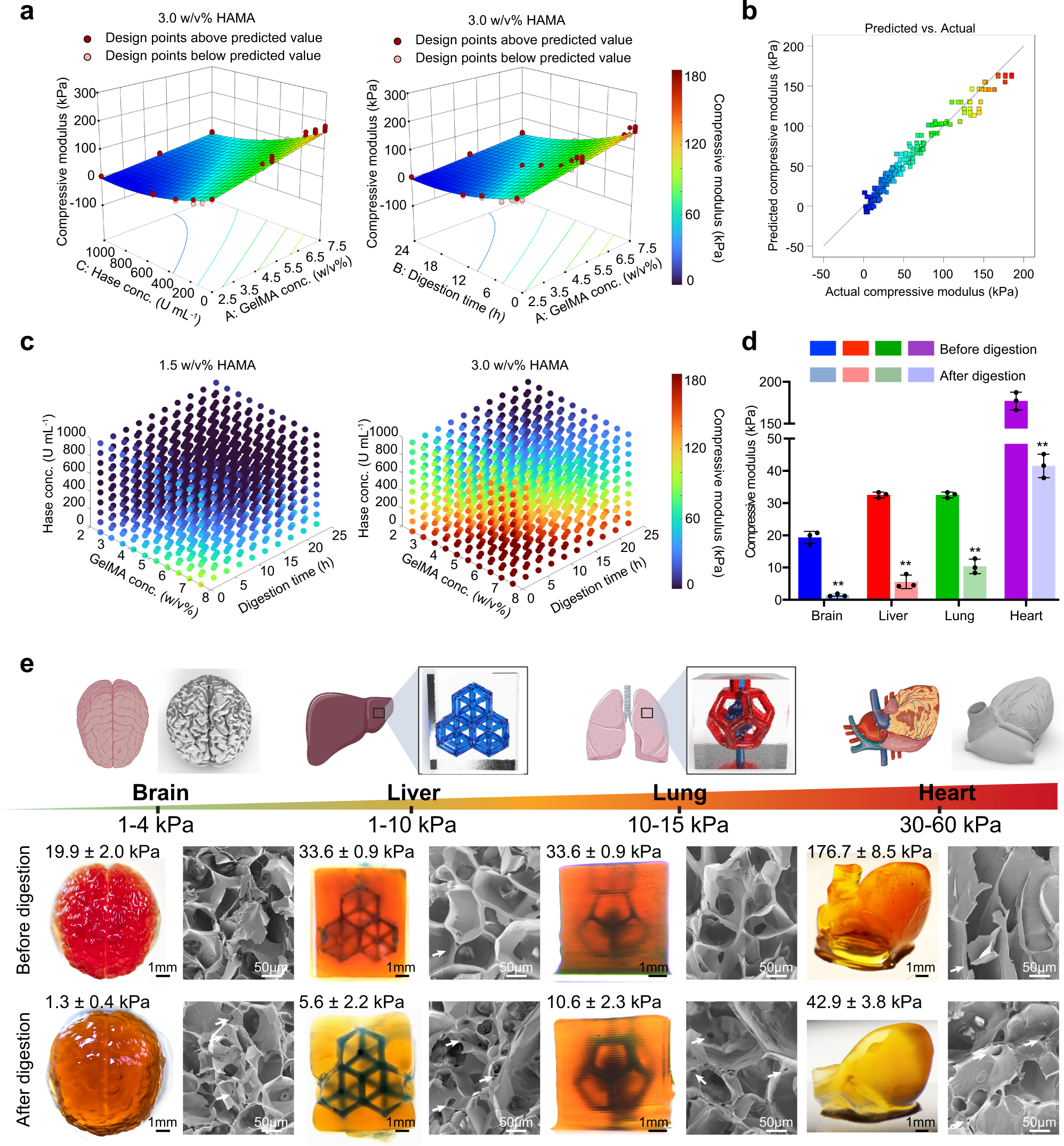 Fig. 3: Widely tunable mechanical properties of the constructs bioprinted from GelMA/HAMA bioinks and their feasibility to fabricate structurally sophisticated soft tissue-mimics.