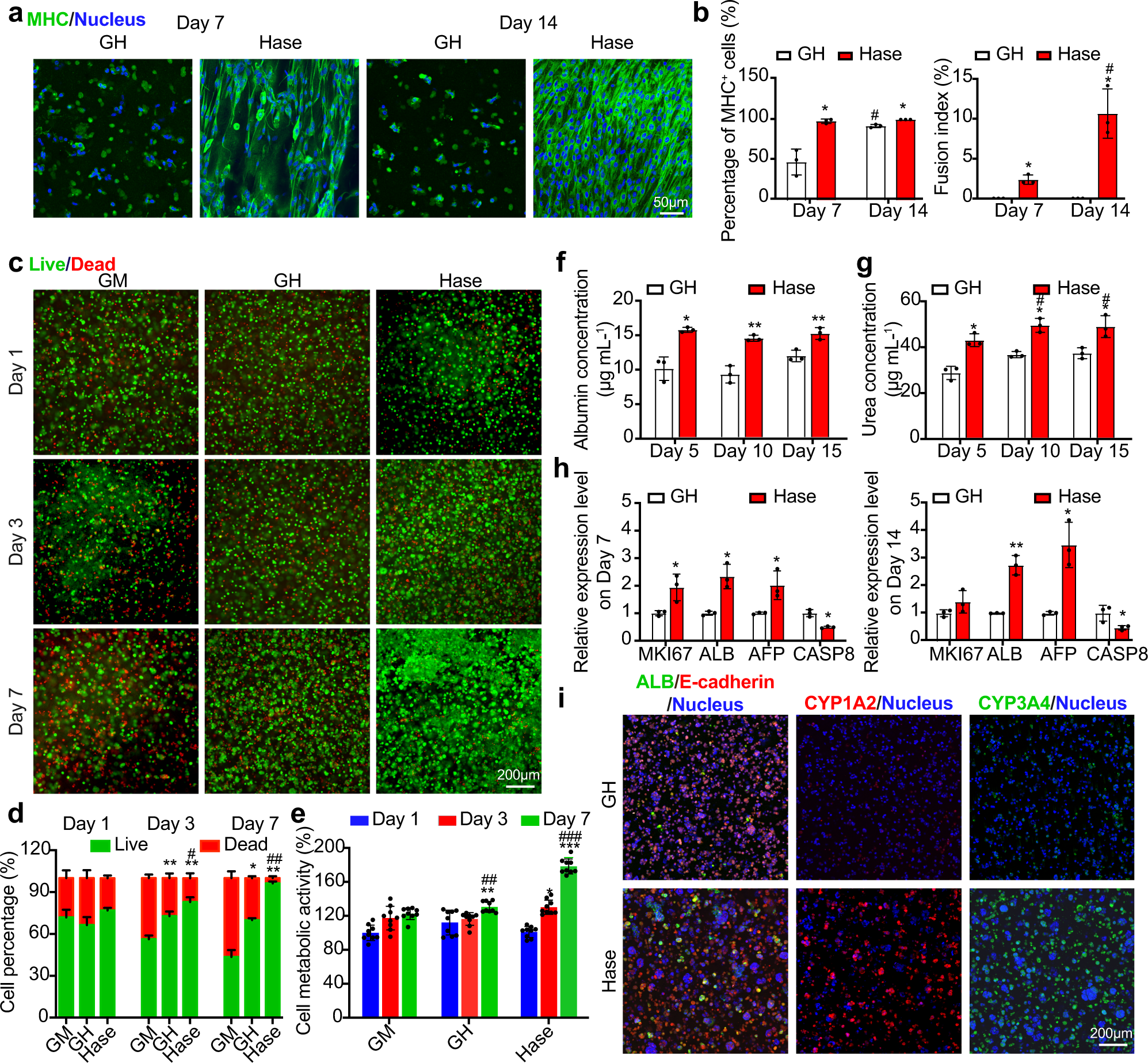 Fig. 4: Post-bioprinting enzymatic digestion enhances spreading and functions of skeletal muscle and hepatic cells.