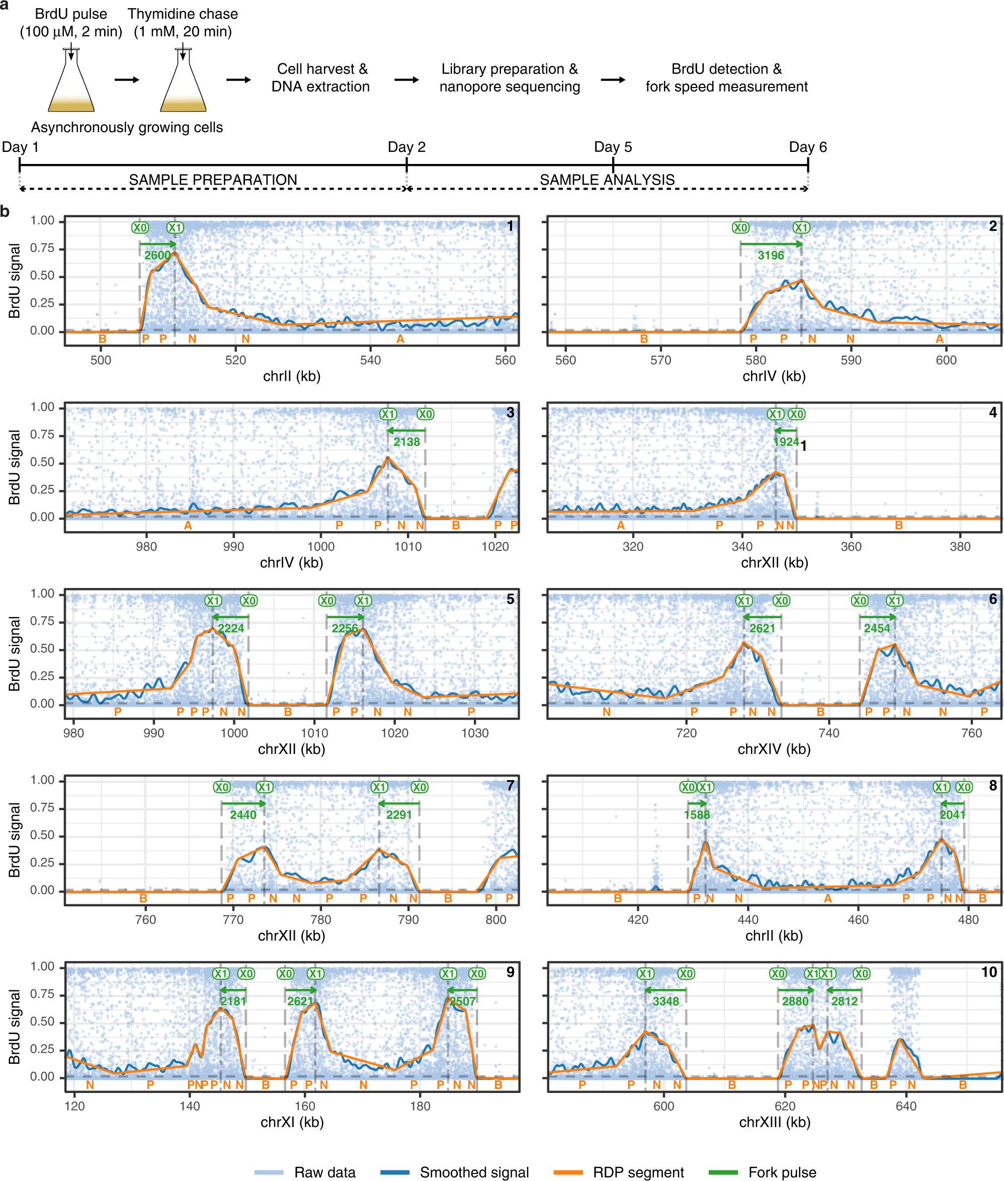 Genome-wide mapping of individual replication fork velocities using  nanopore sequencing | Nature Communications