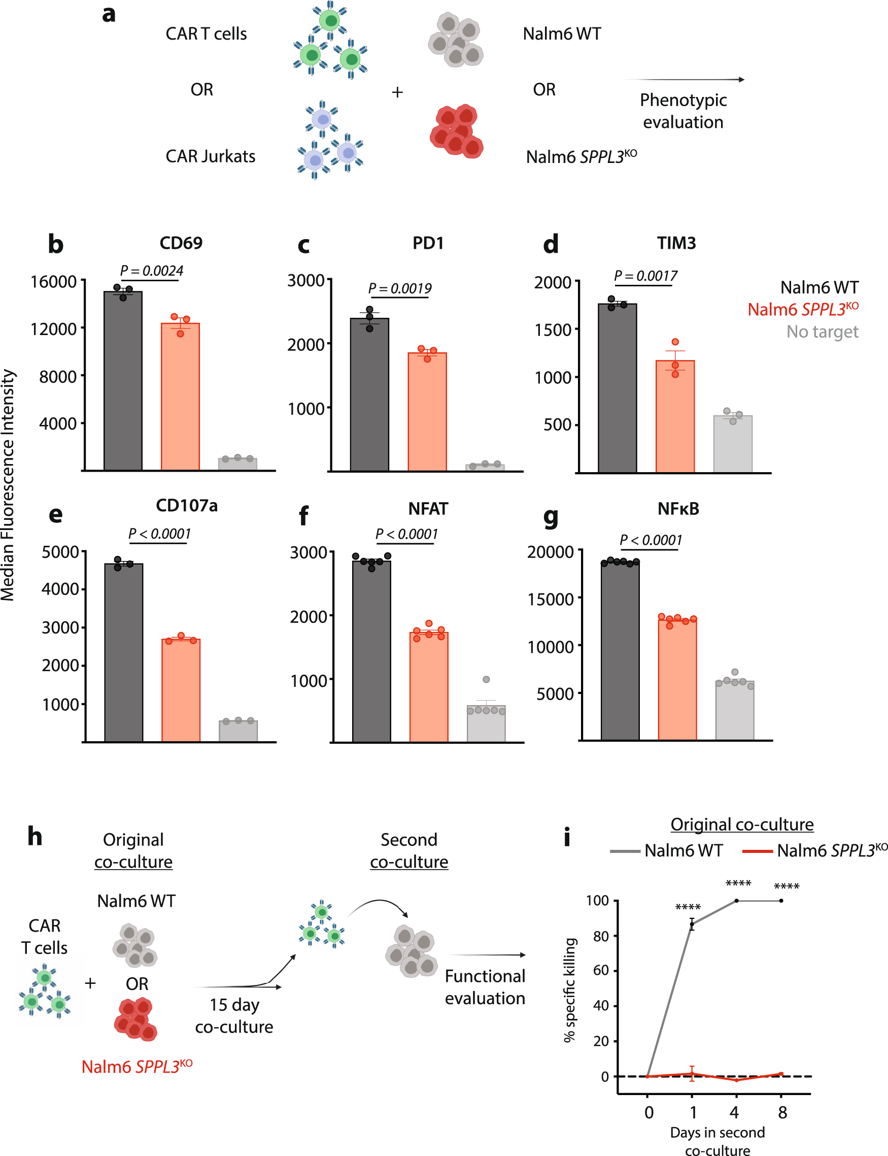 Fig. 2: SPPL3KO suppresses CD19 CAR T cell activation.