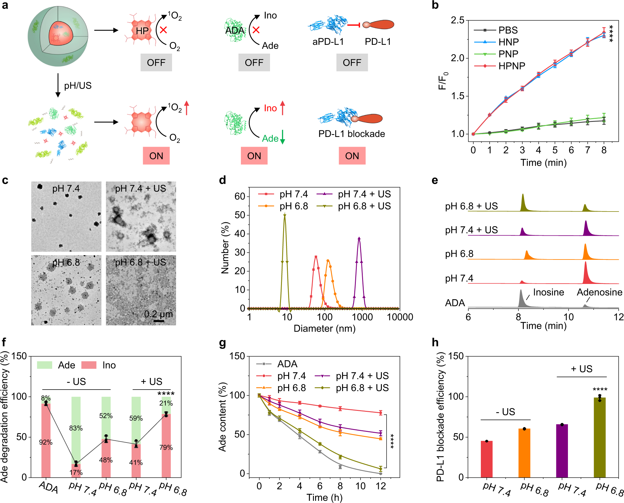 Fig. 2: In vitro evaluation of the acidic TME/sono-activation of the nano-immunocomplex.