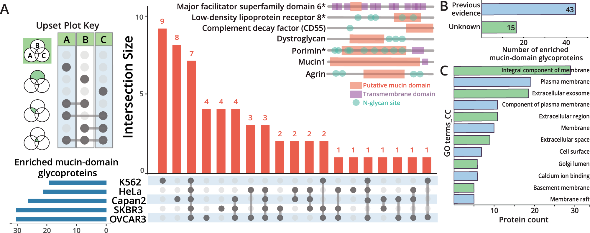 Fig. 4: Analysis of mucin-domain glycoproteins from cell line enrichments.