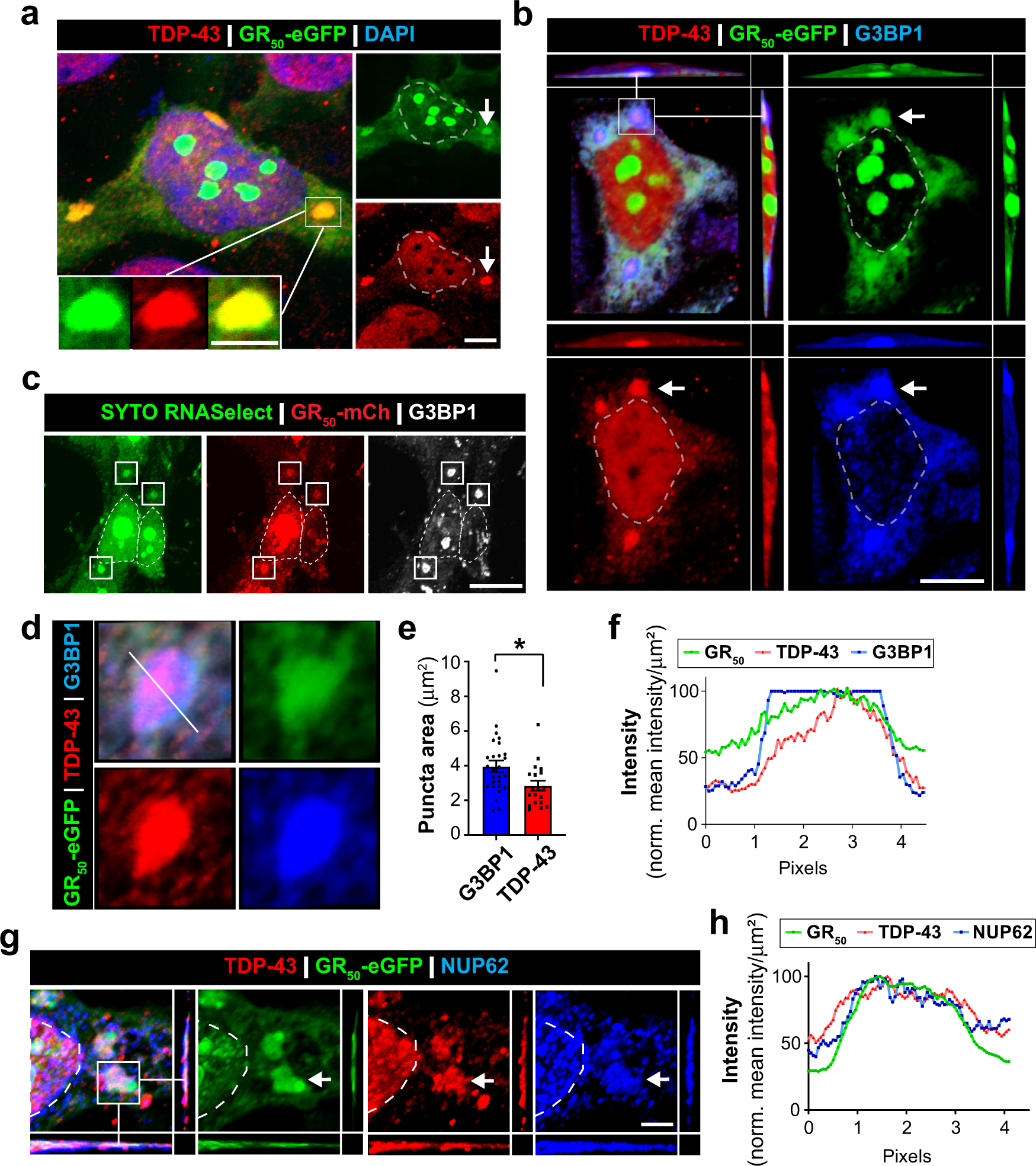 Fig. 2: Poly-GR induces RNA granules that recruit TDP-43 and NUP62.