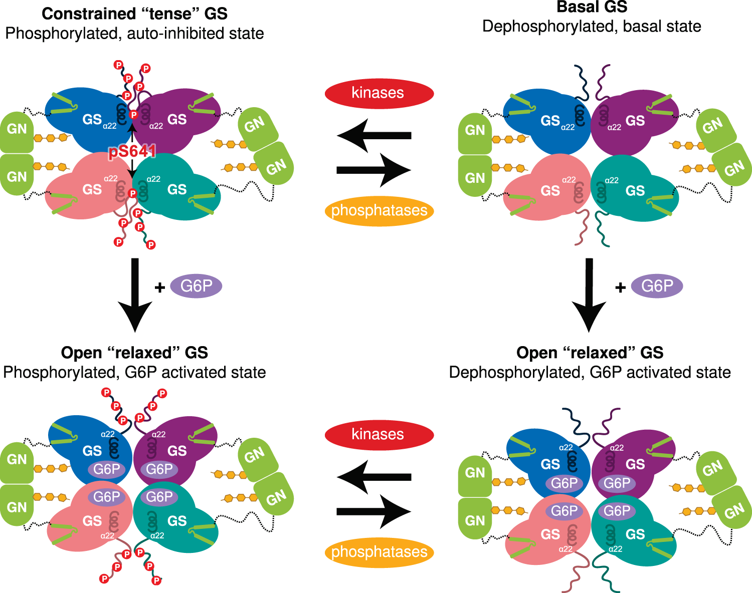 Fig. 5: GS and GN cooperate to synthesise glycogen.