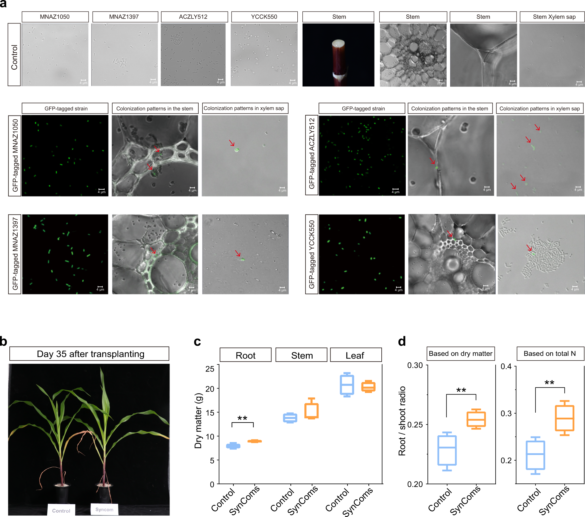 Fig. 5: Colonisation and nitrogen fixation by SynComs in xylem of maize plants.