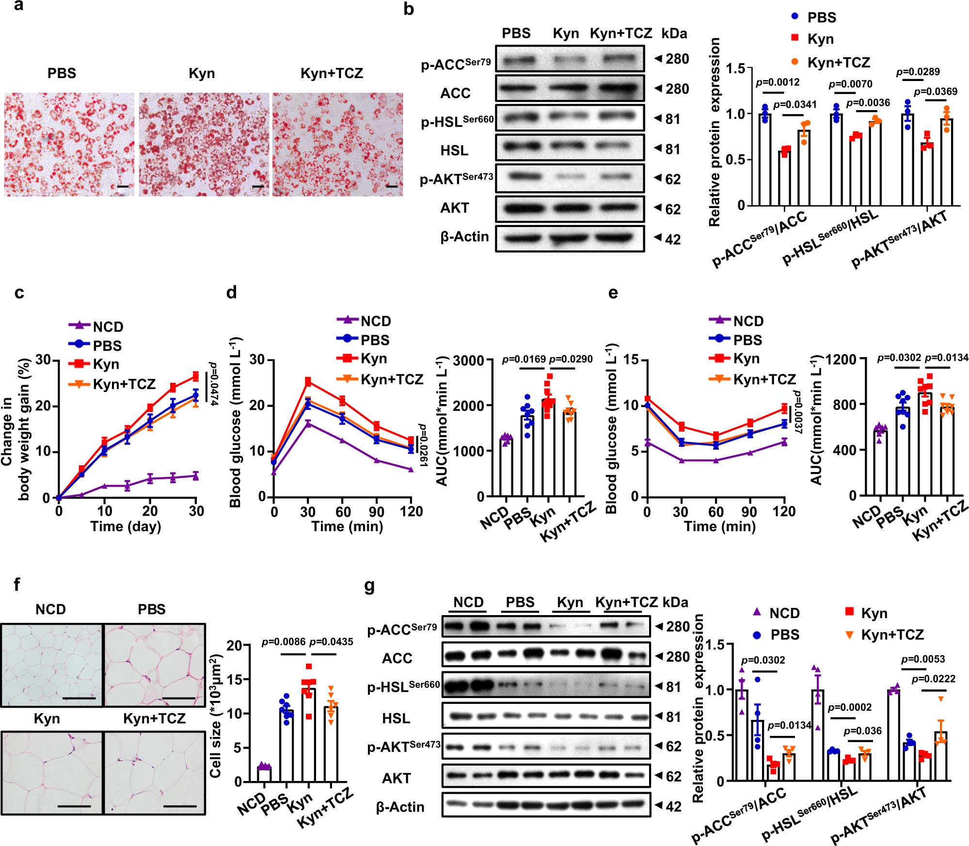 Fig. 5: The effect of Kyn is mediated by IL-6.