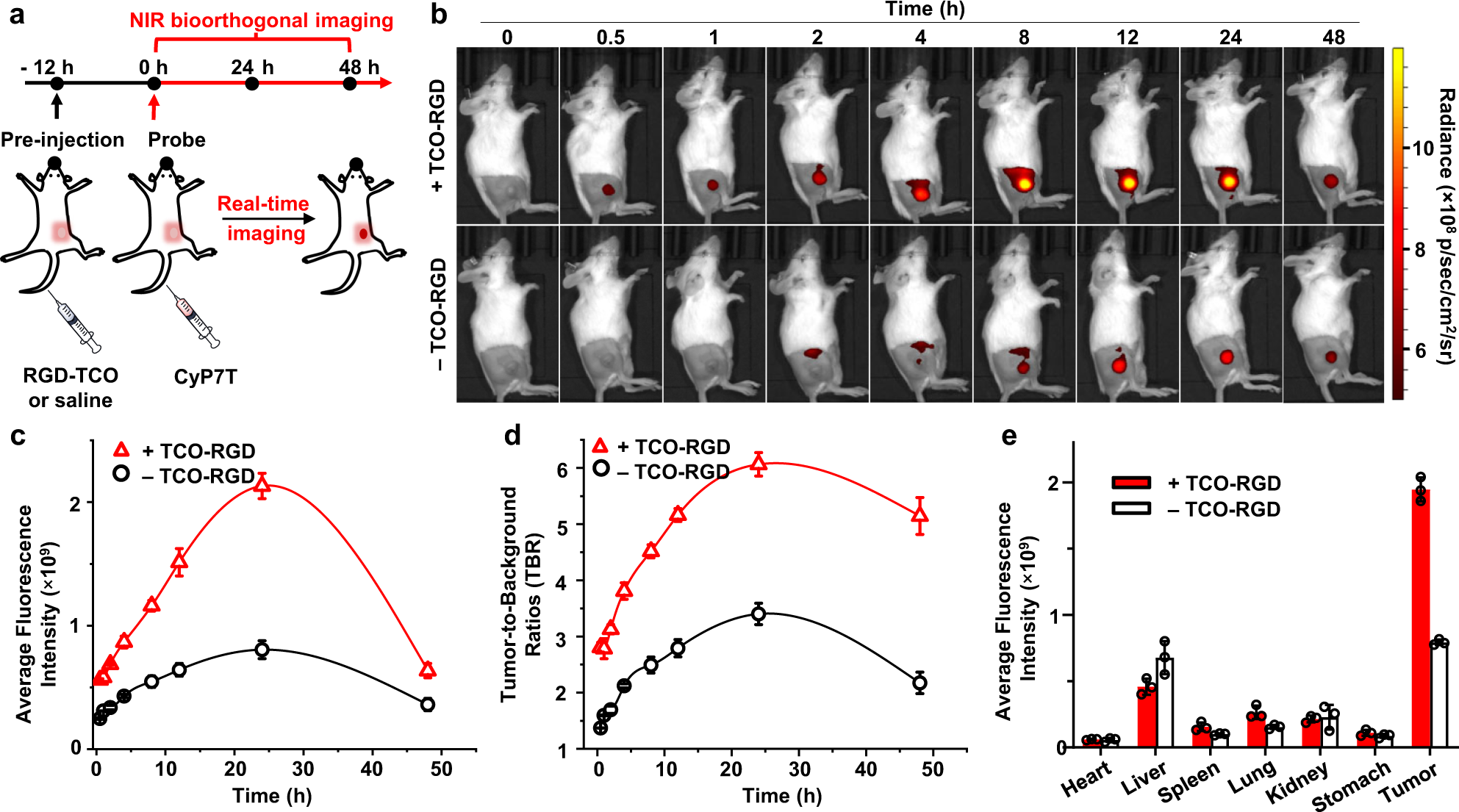 Fig. 7: In vivo bioorthogonal NIR imaging for 4T1 tumor-bearing mice.