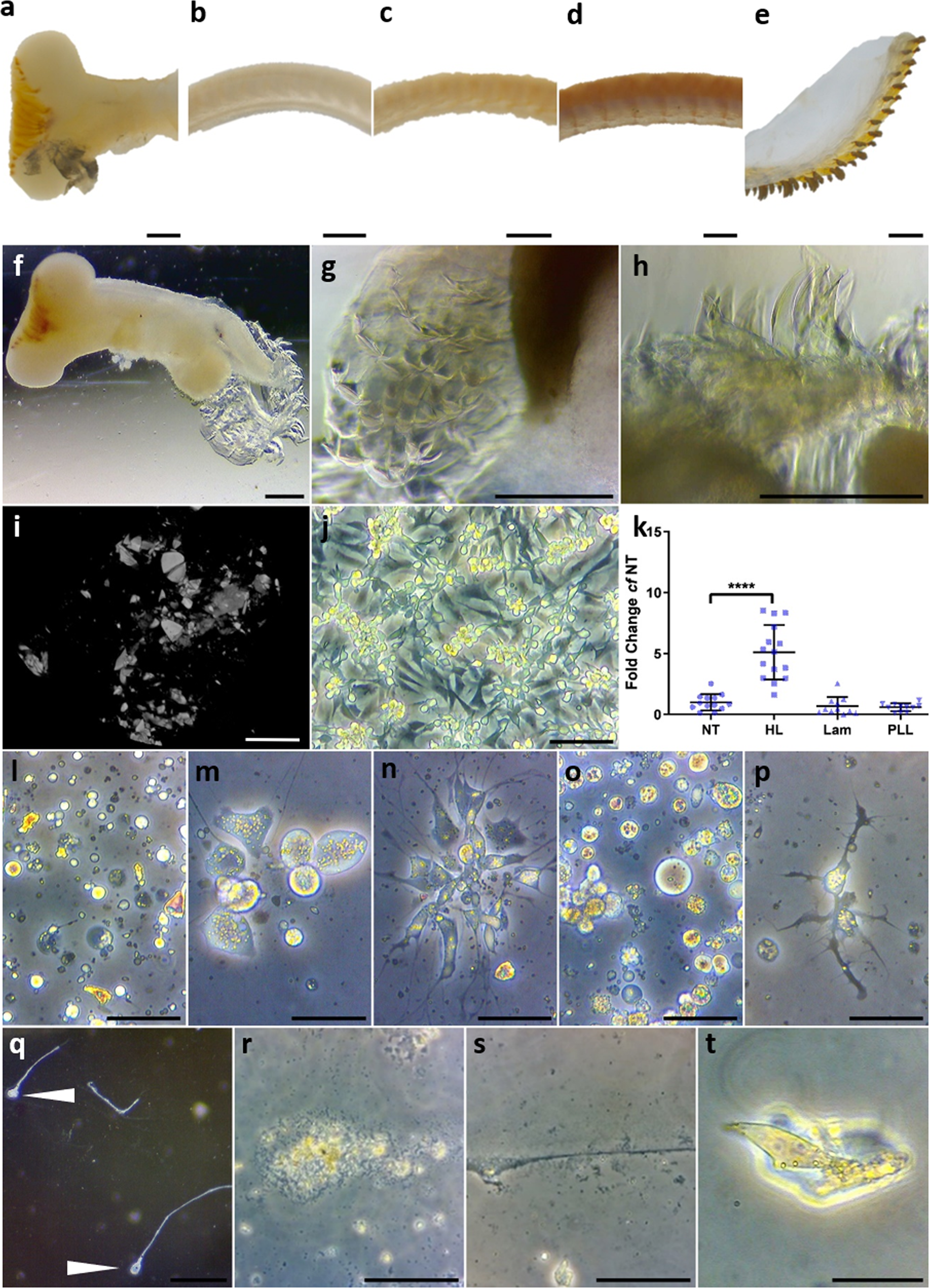 Biomimetic generation of the strongest known biomaterial found in limpet  tooth | Nature Communications