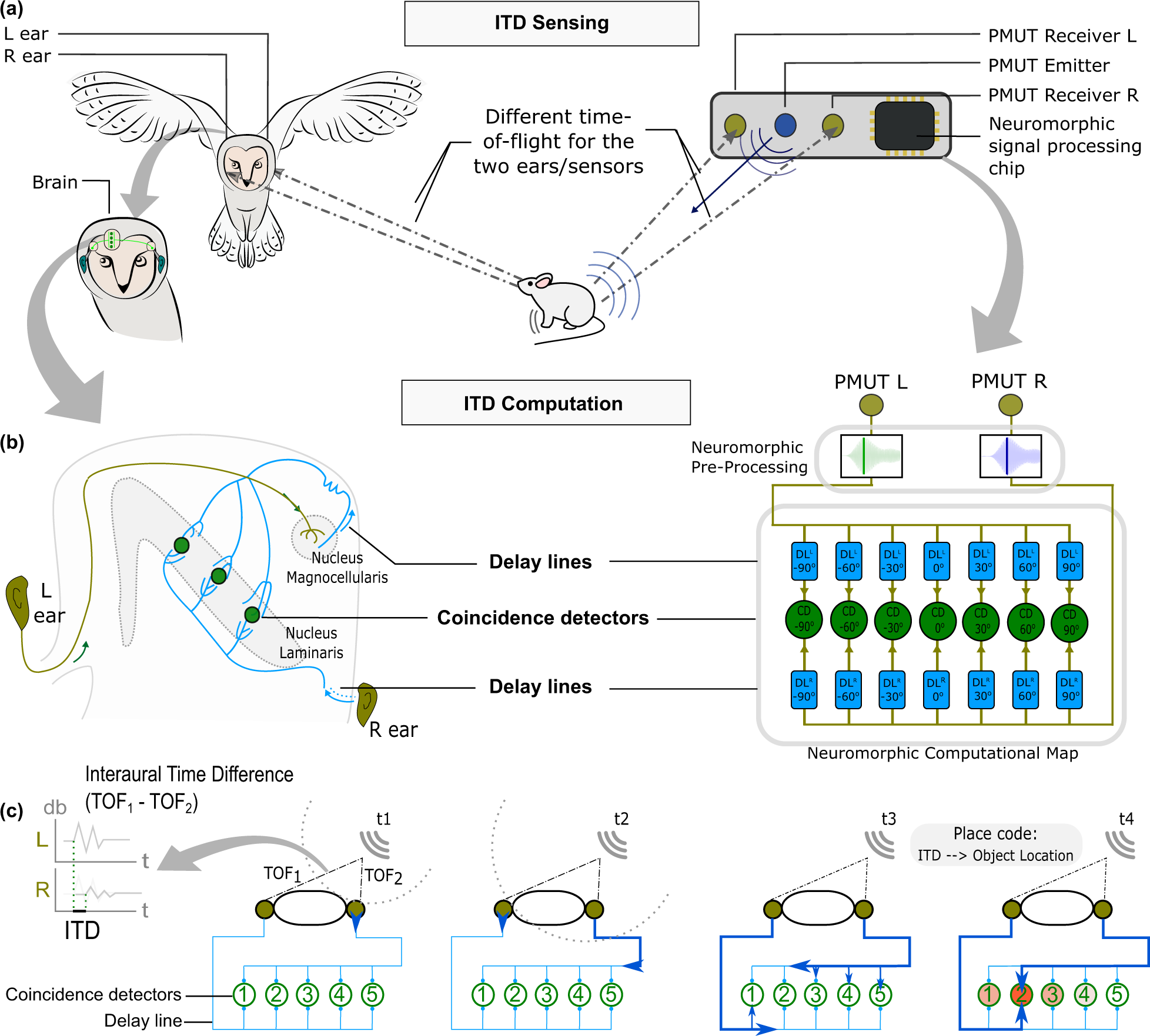 Neuromorphic object localization using resistive memories and ultrasonic  transducers