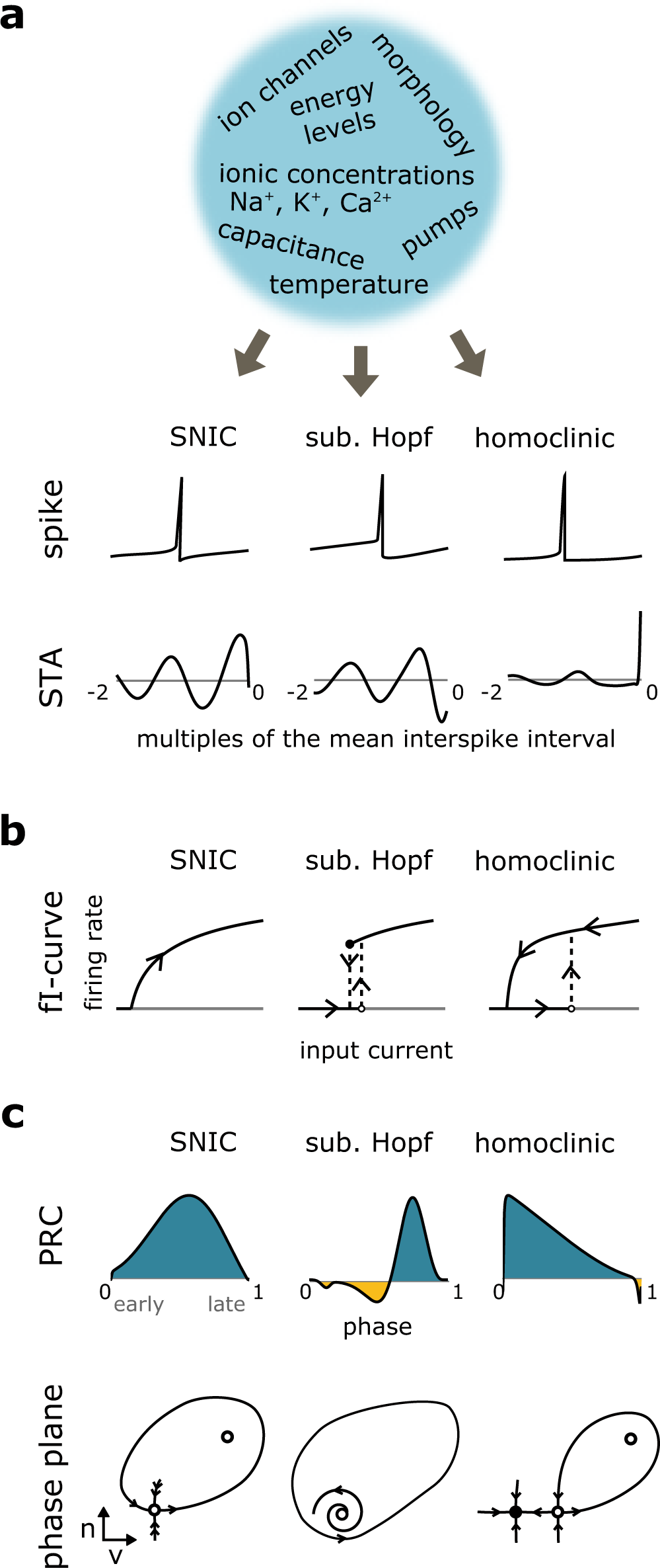 Temperature elevations can induce switches to homoclinic action potentials  that alter neural encoding and synchronization | Nature Communications