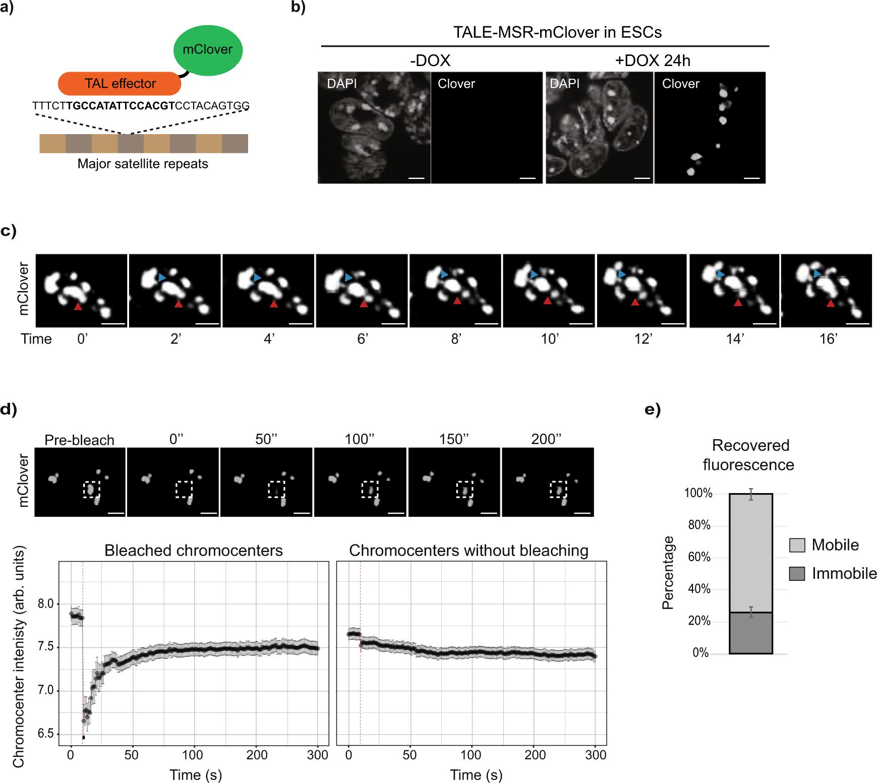 Satellite repeat transcripts modulate heterochromatin condensates and  safeguard chromosome stability in mouse embryonic stem cells | Nature  Communications