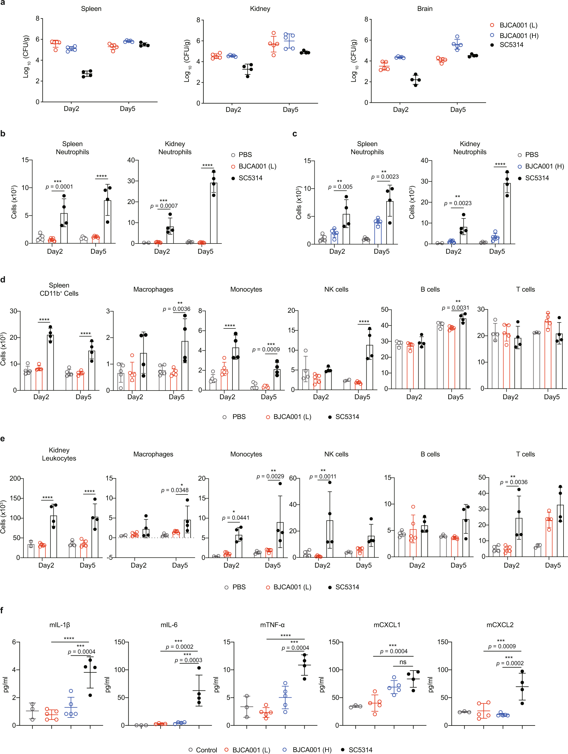 Fig. 3: In vivo studies showing that C. auris BJCA001 induces a less potent innate immune response than C. albicans SC5314.