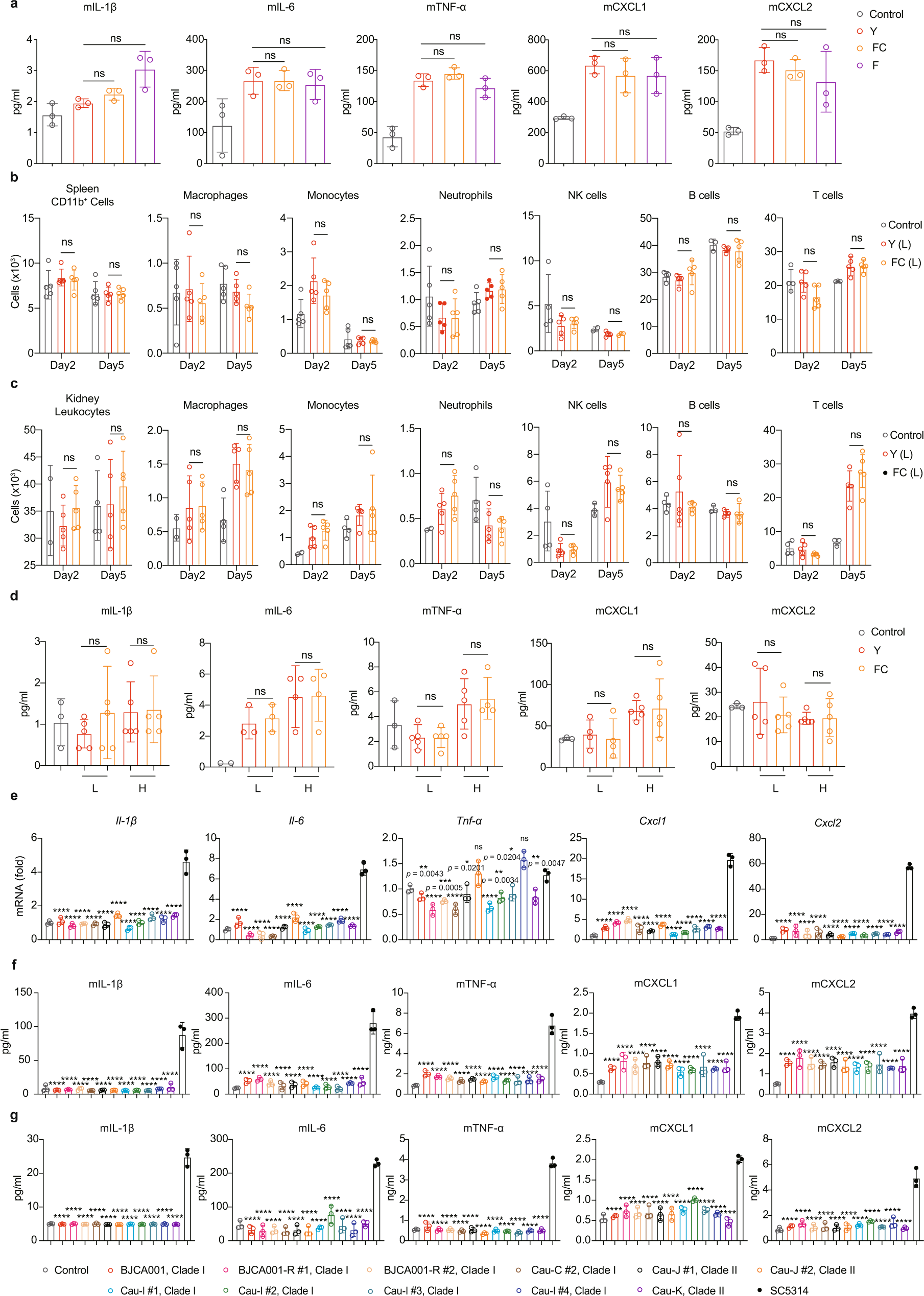 Fig. 4: Reduced innate immune response to C. auris is morphology-independent and functionally conserved.