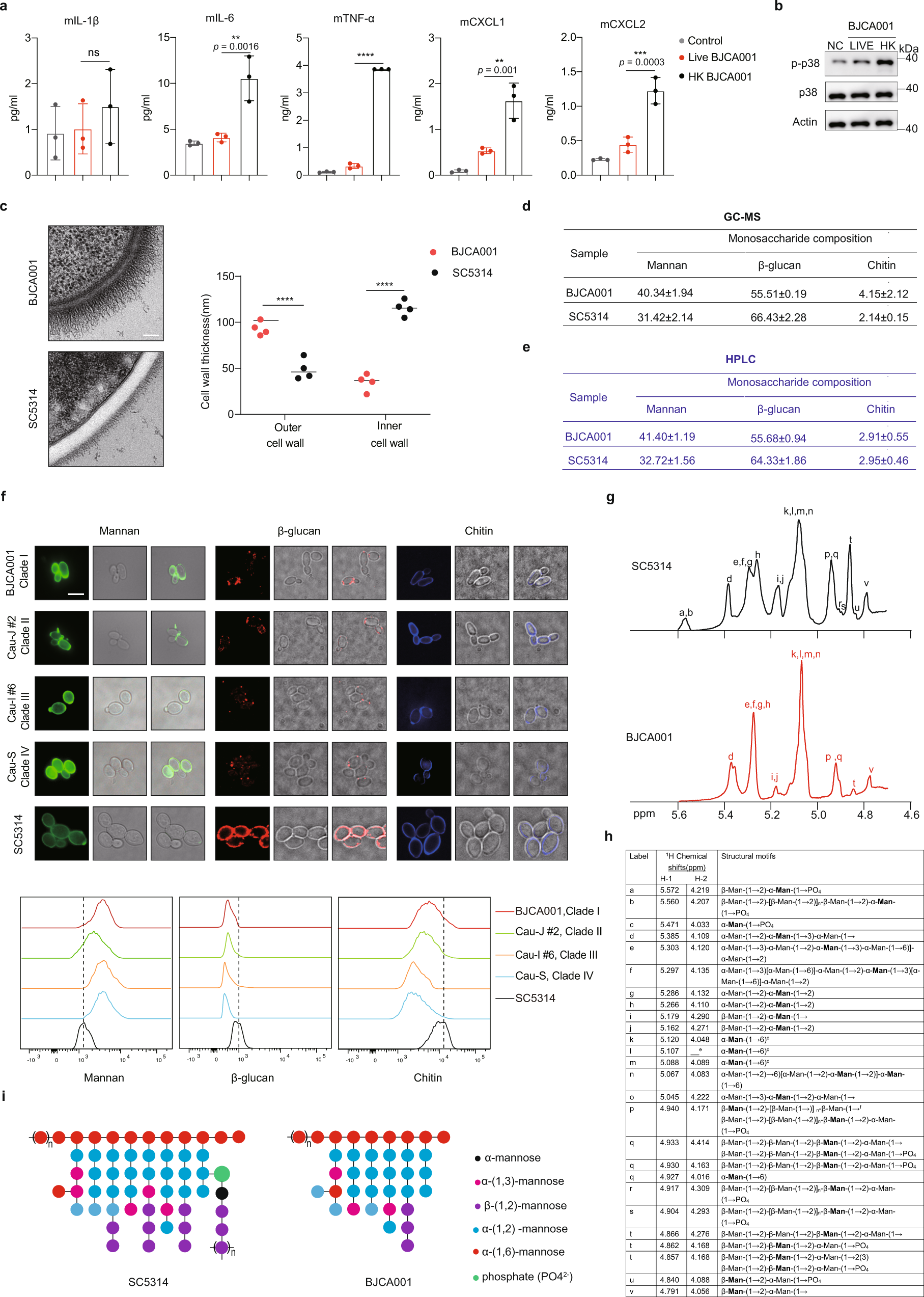 Fig. 5: The distinct structure of the cell wall mannan may shield C. auris from innate immune recognition.
