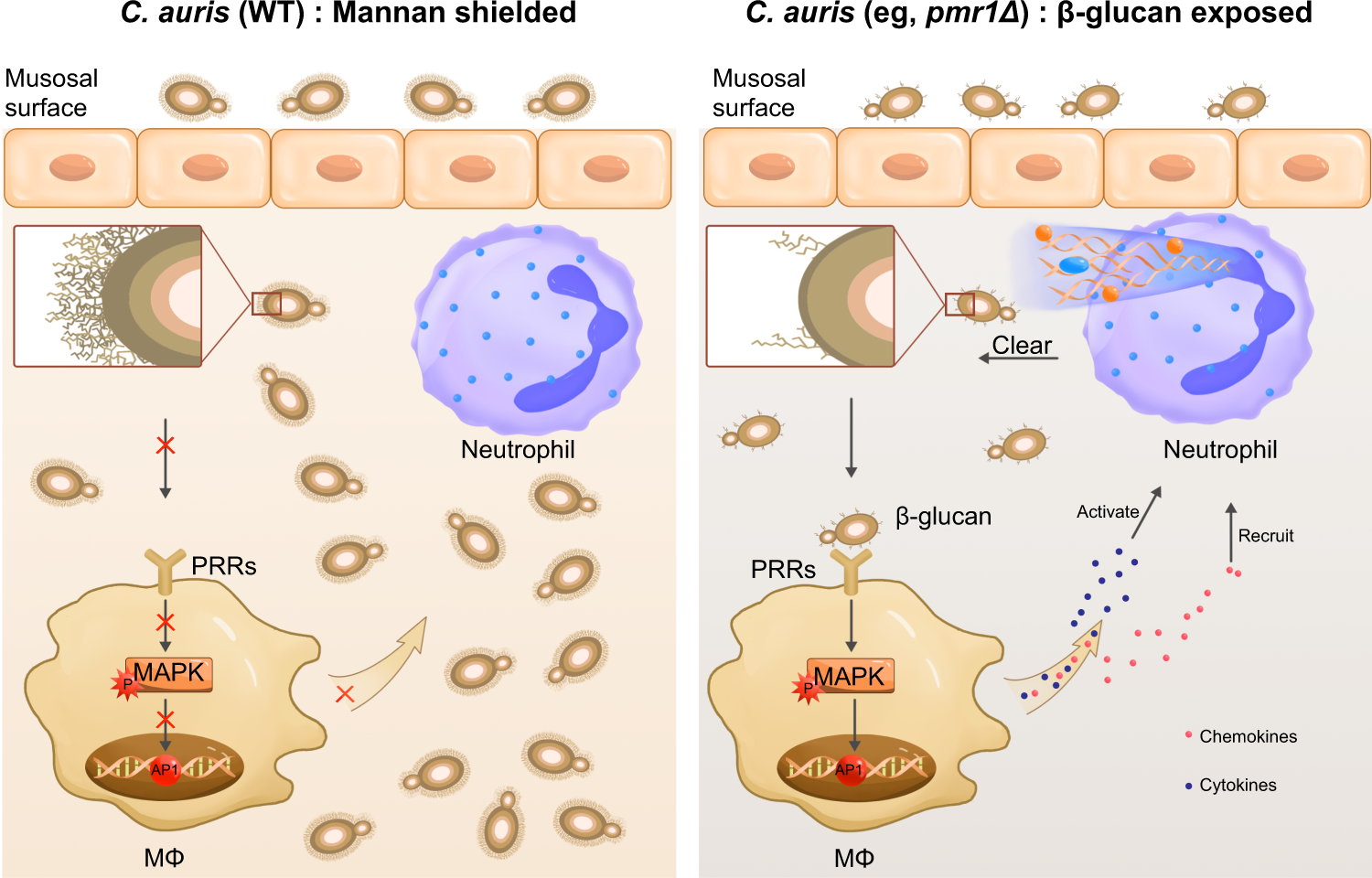 Fig. 7: Proposed model for the role of C. auris outer mannan layer in dampening innate immune responses.